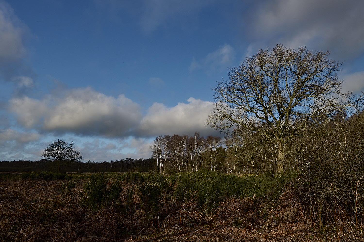 DersinghamFen010326-4