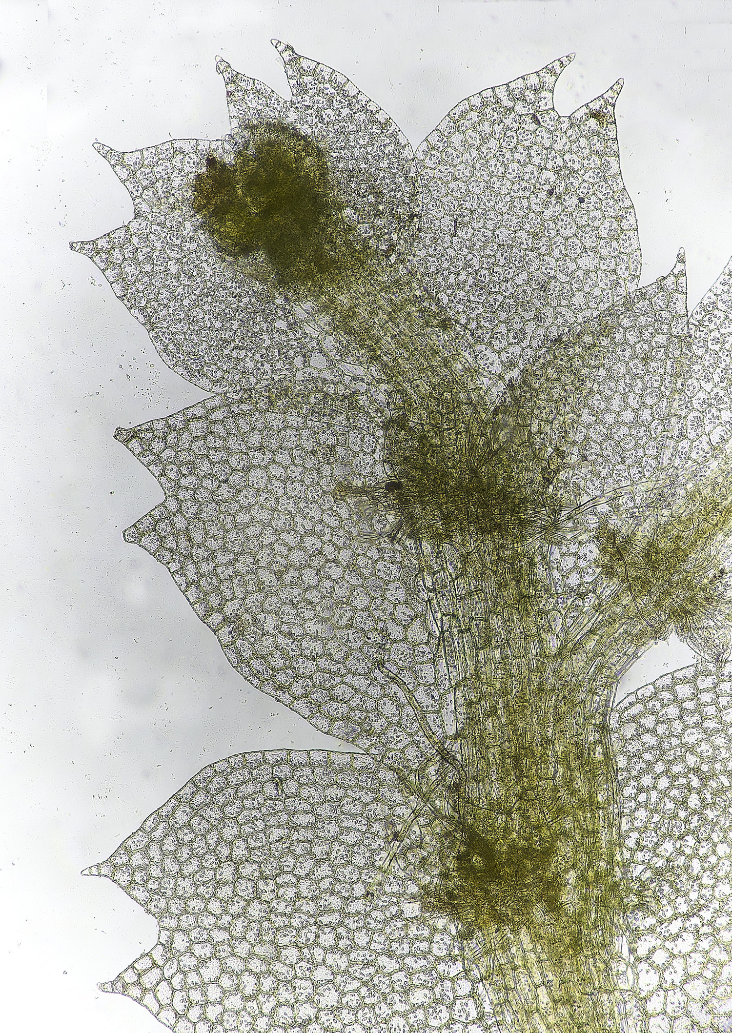 DersinghamFenCalypogeiaargutta010326-2