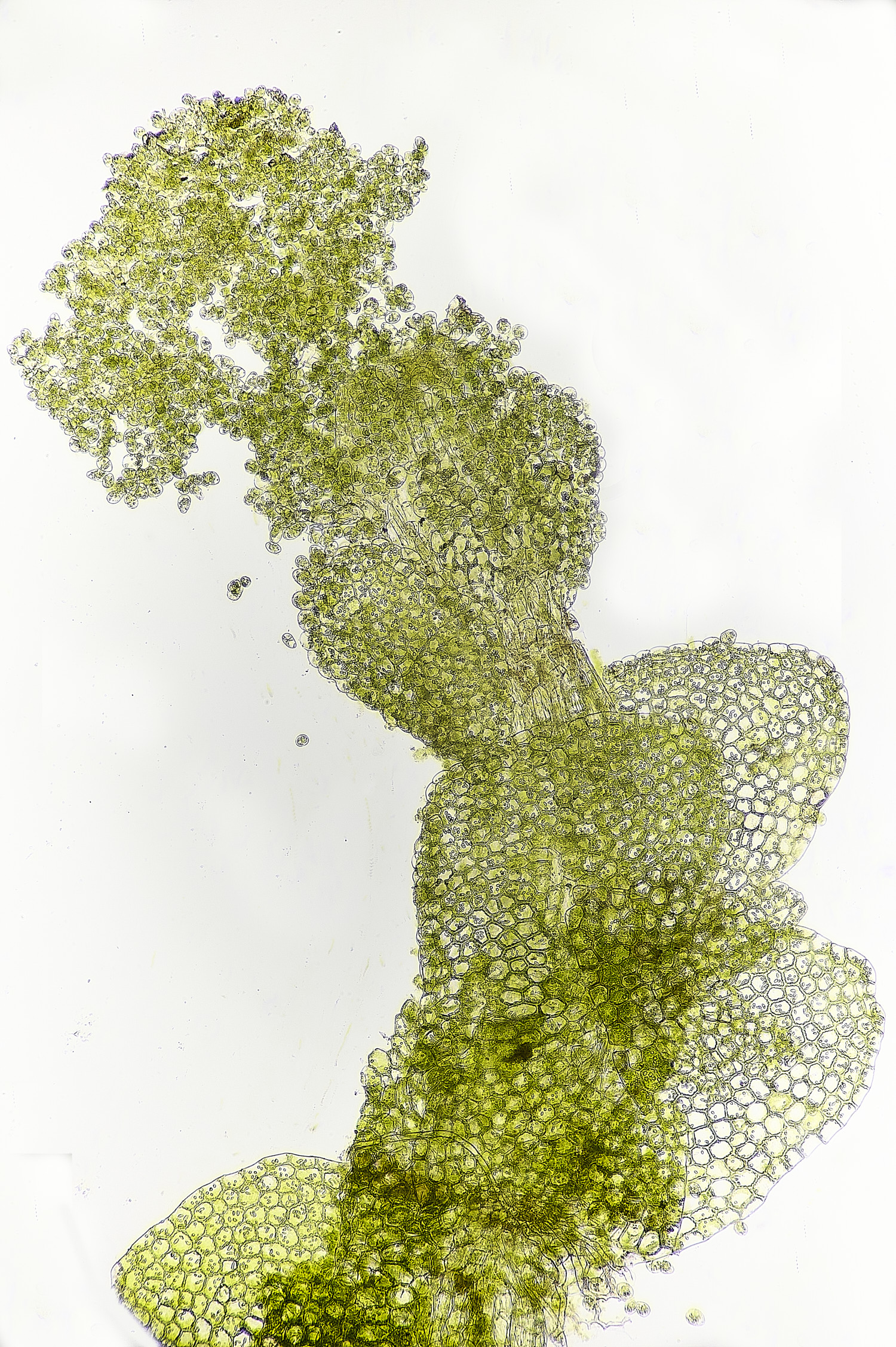 DersinghamFenCalypogeiamuelleriana010326- 3 1