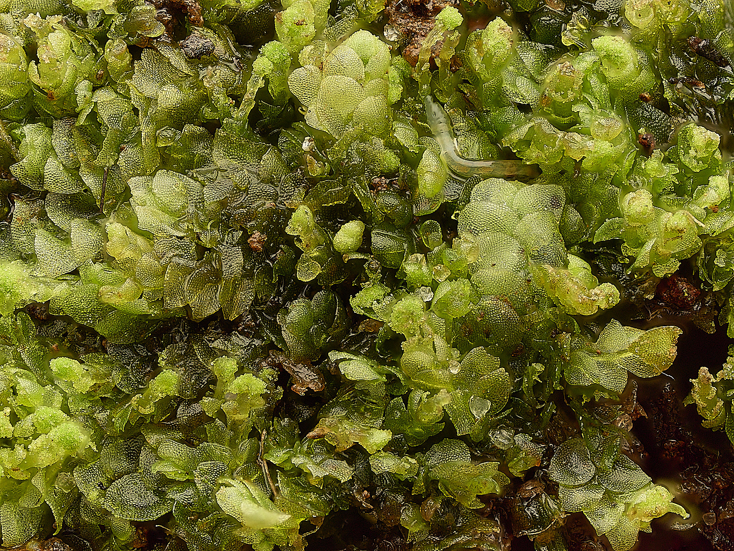 DersinghamFenCalypogeiamuelleriana010326-2