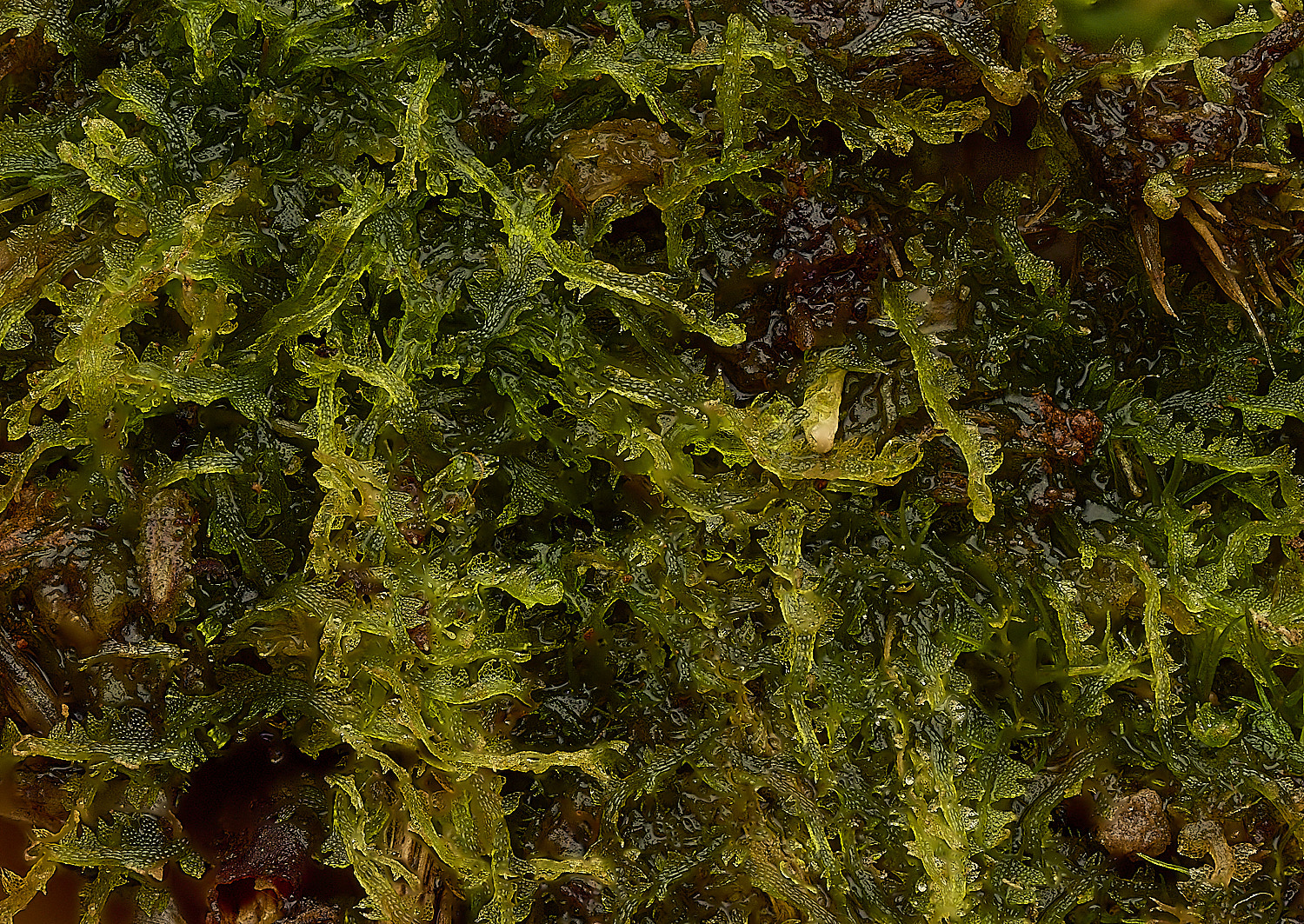 DersinghamFenCephaloziaconnivens010326-2