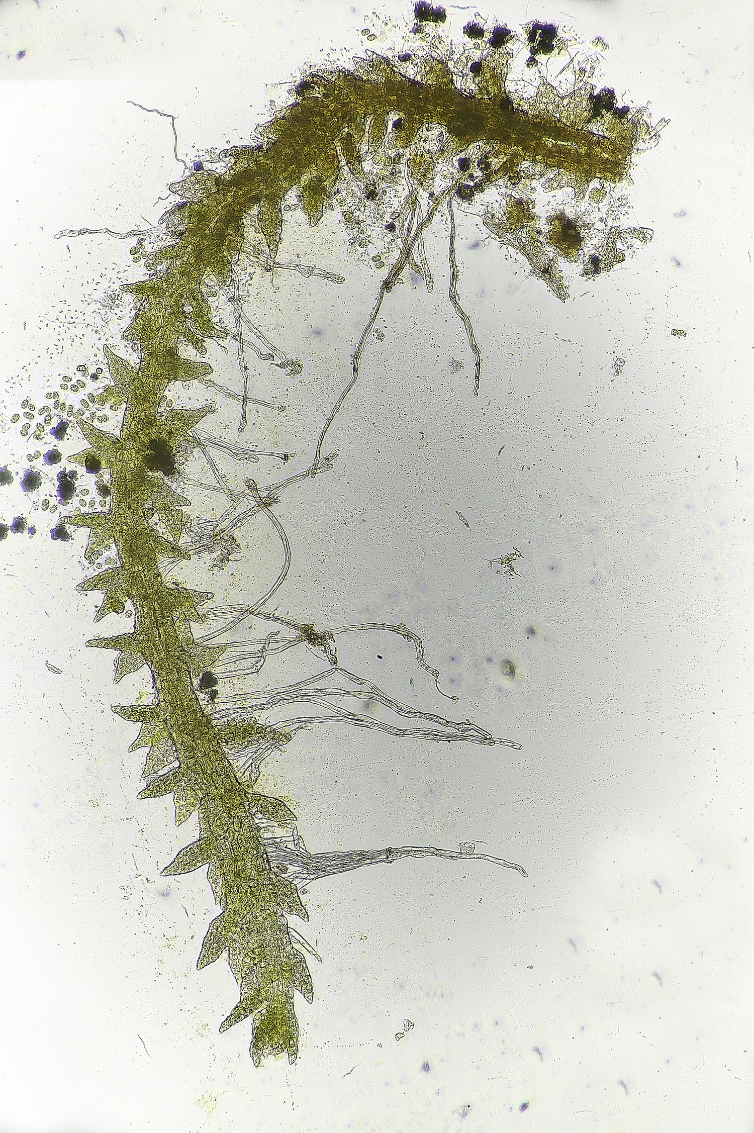 DersinghamFenCephalozielladivaricata010326-1