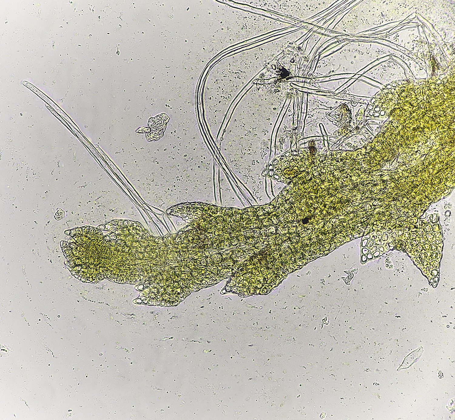 DersinghamFenCephalozielladivaricata010326-4