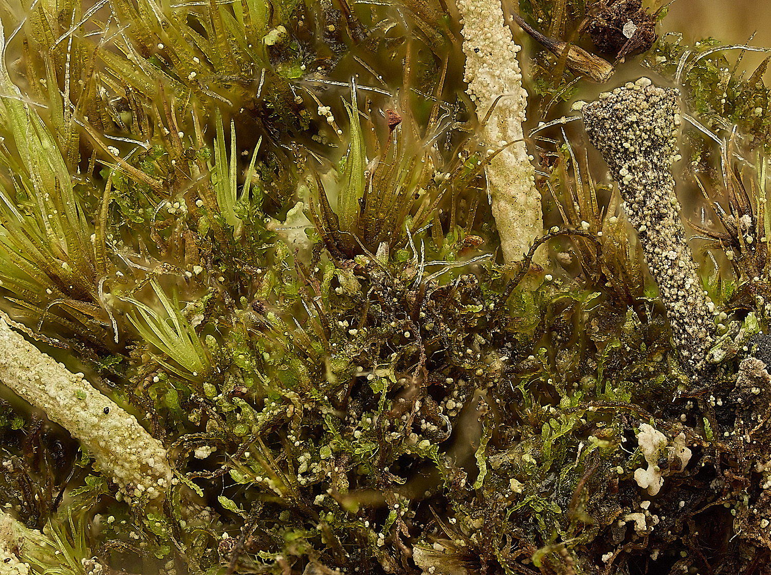 DersinghamFenCephalozielladivaricata010326-6