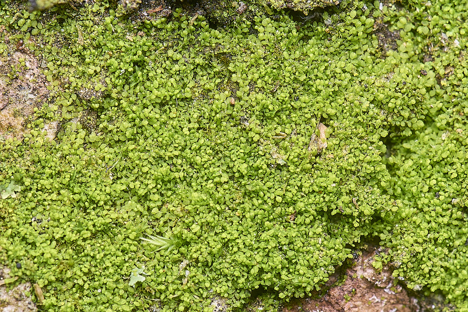 DersinghamFenMyriocoliopsisminutissima010326-1