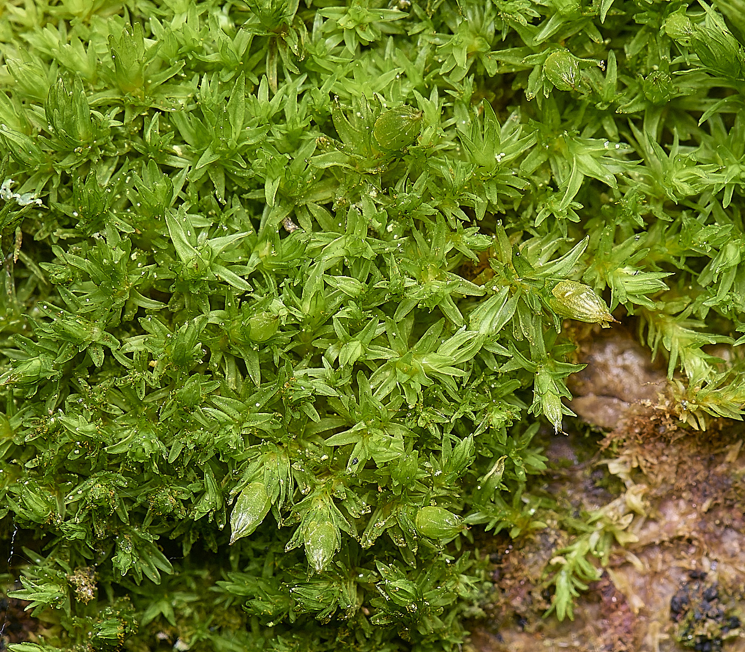 DersinghamFenOrthotrichumtenellum010326-1