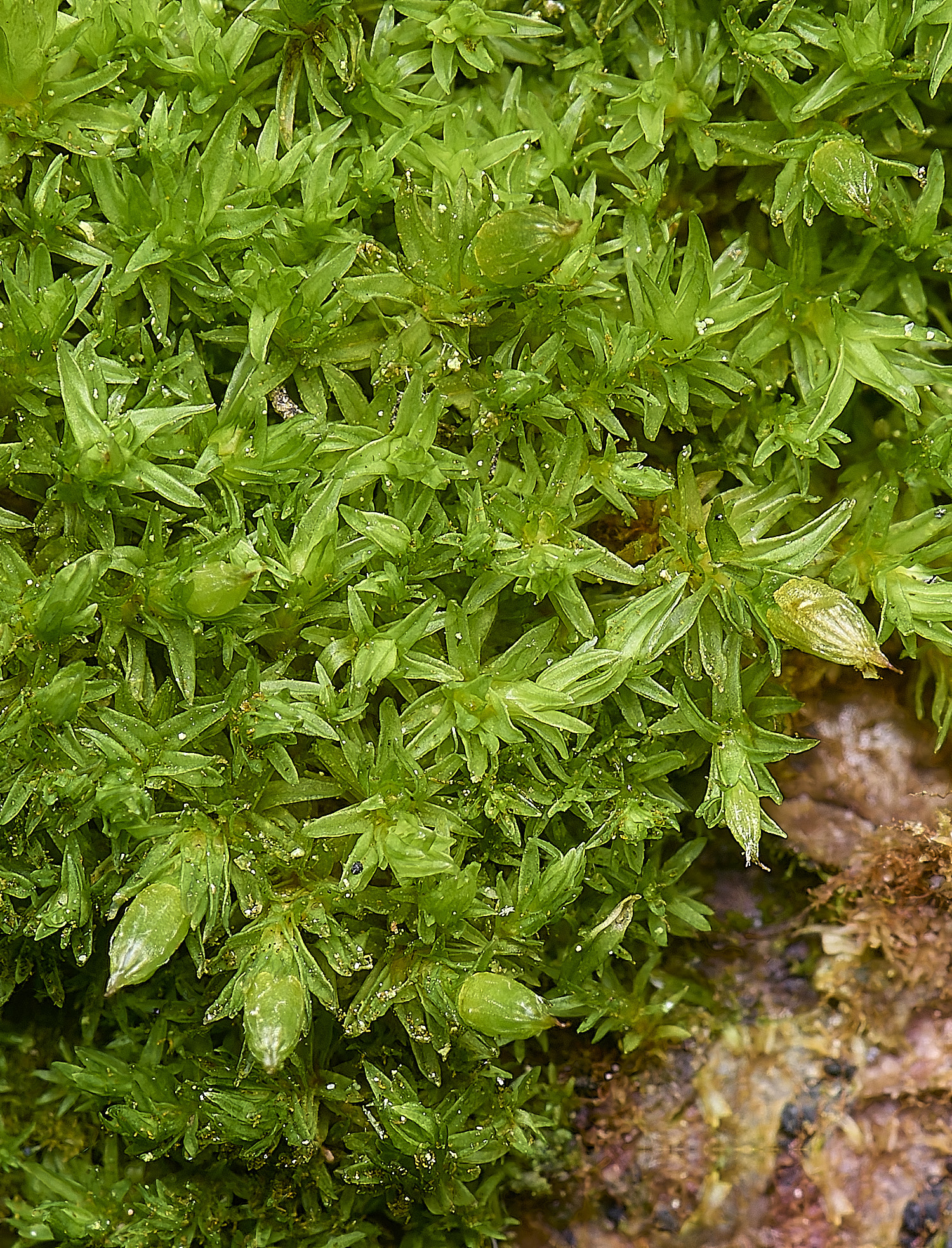 DersinghamFenOrthotrichumtenellum010326-2