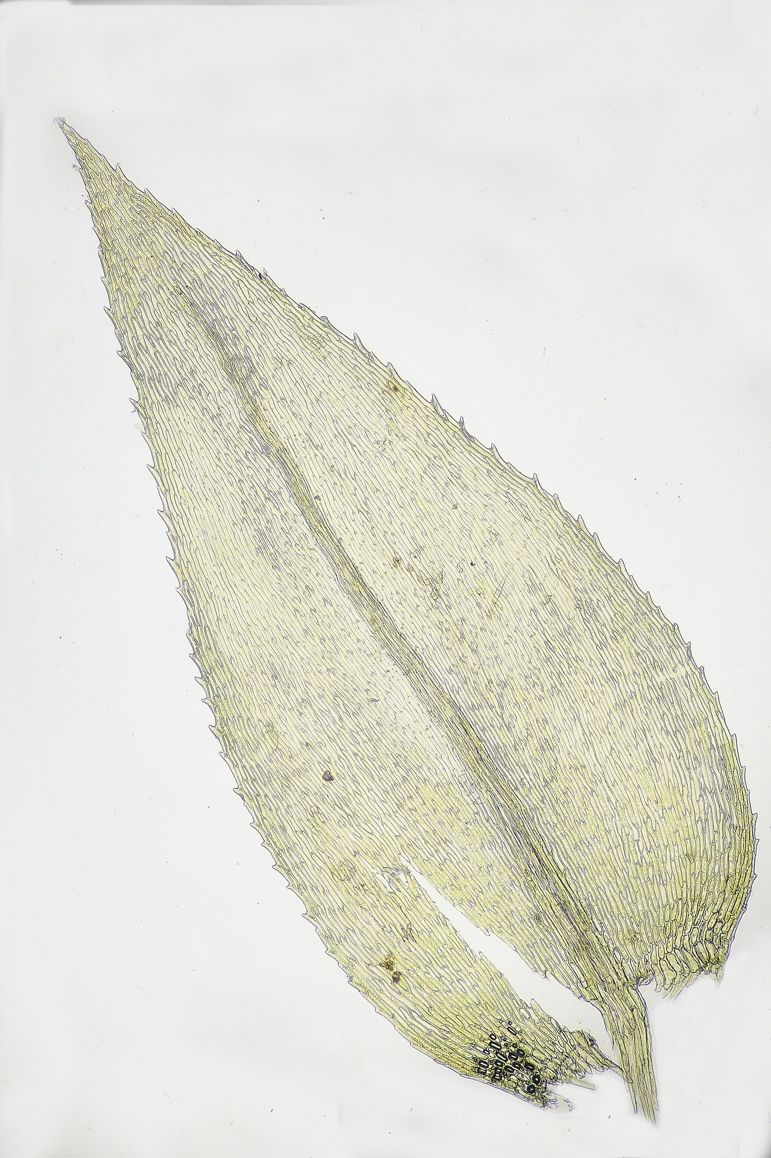 DersinghamFenOxhyrrhynchiumhians010326-4