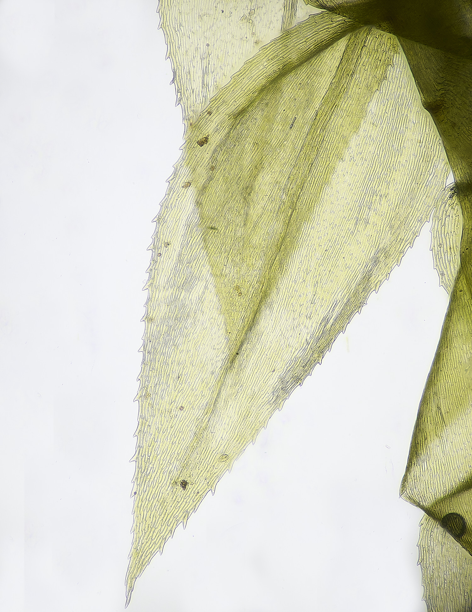 DersinghamFenOxyrrhynchiumhians040326-3