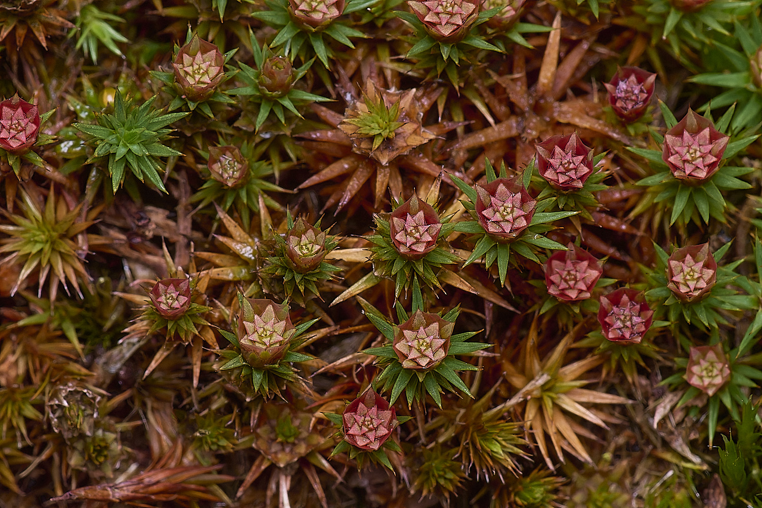 DersinghamFenPolytrichumjuniperinum010326-1