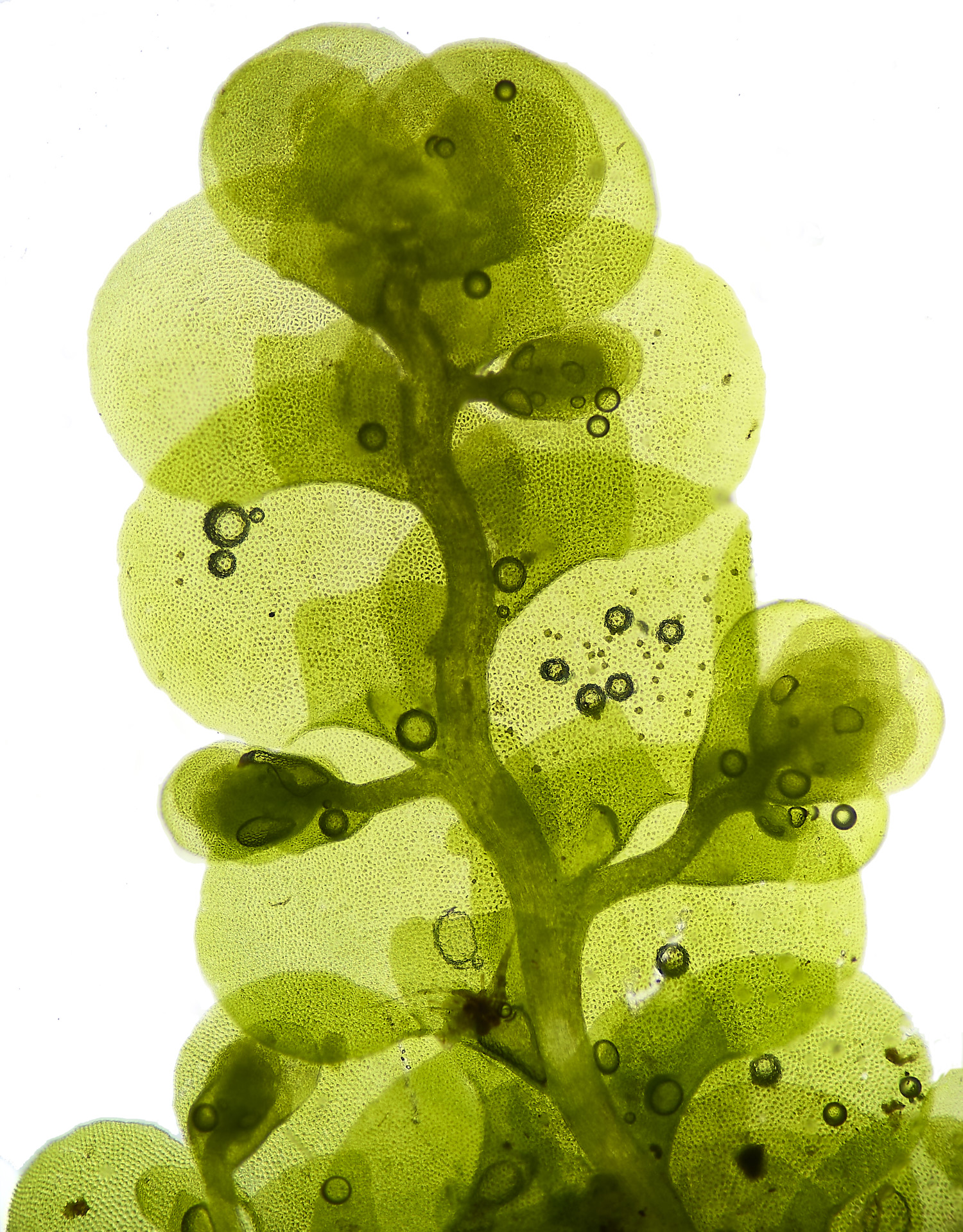 DersinghamFenRadulacomplanata010326-1