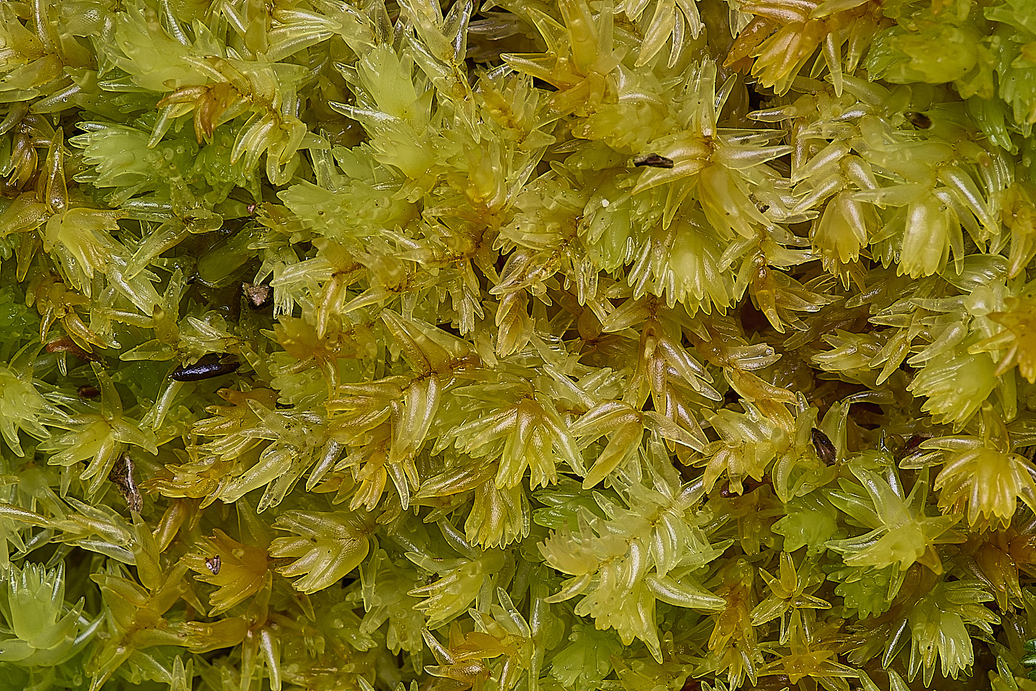 DersinghamFenSphagnumcompactum010326-2