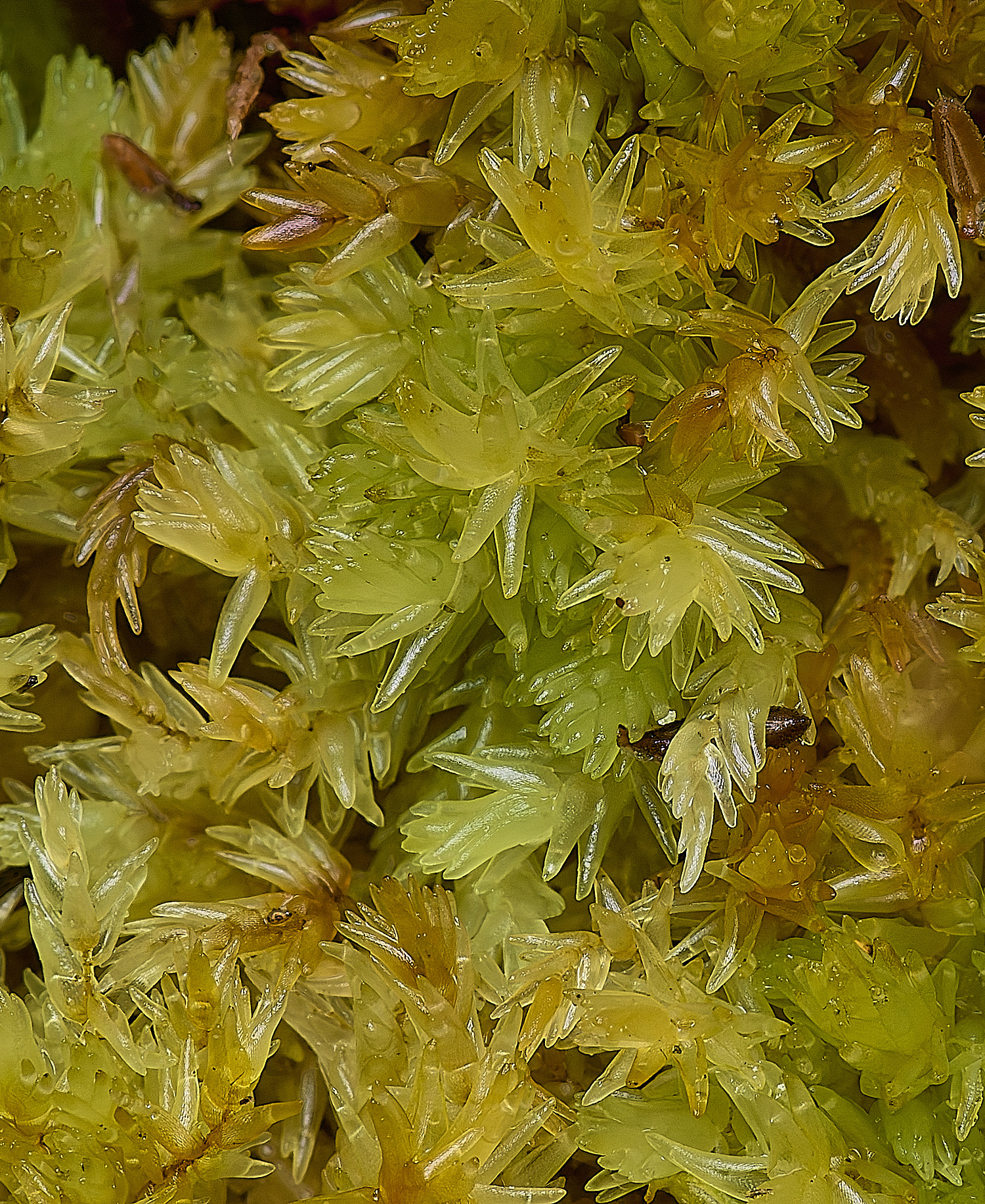 DersinghamFenSphagnumcompactum010326-3