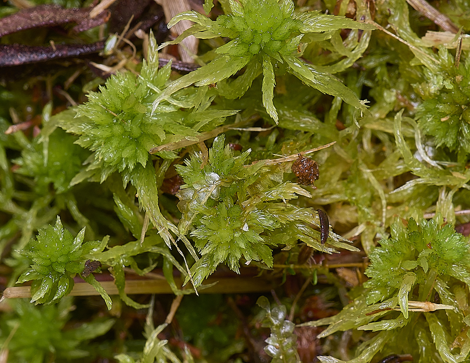 DersinghamFenSphagnumfimbriatum010326-1