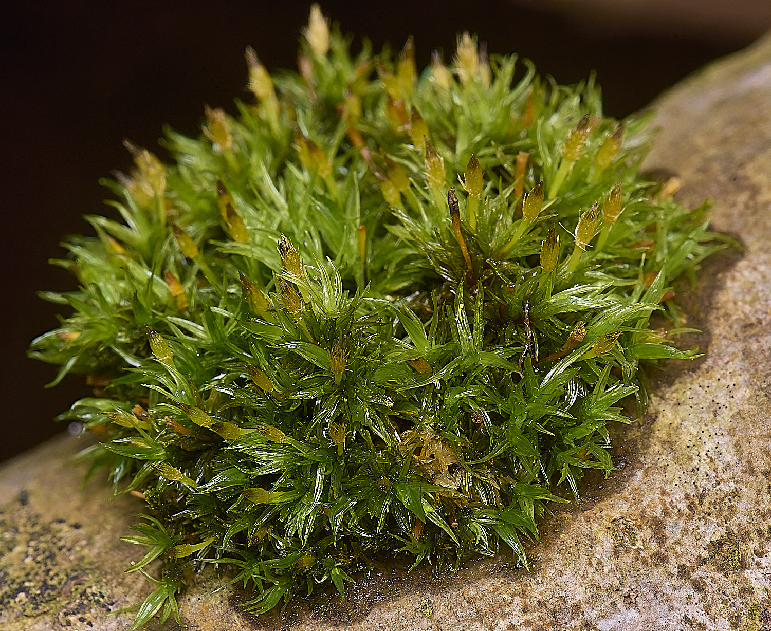 DersinghamFenUlottaSp010326-1