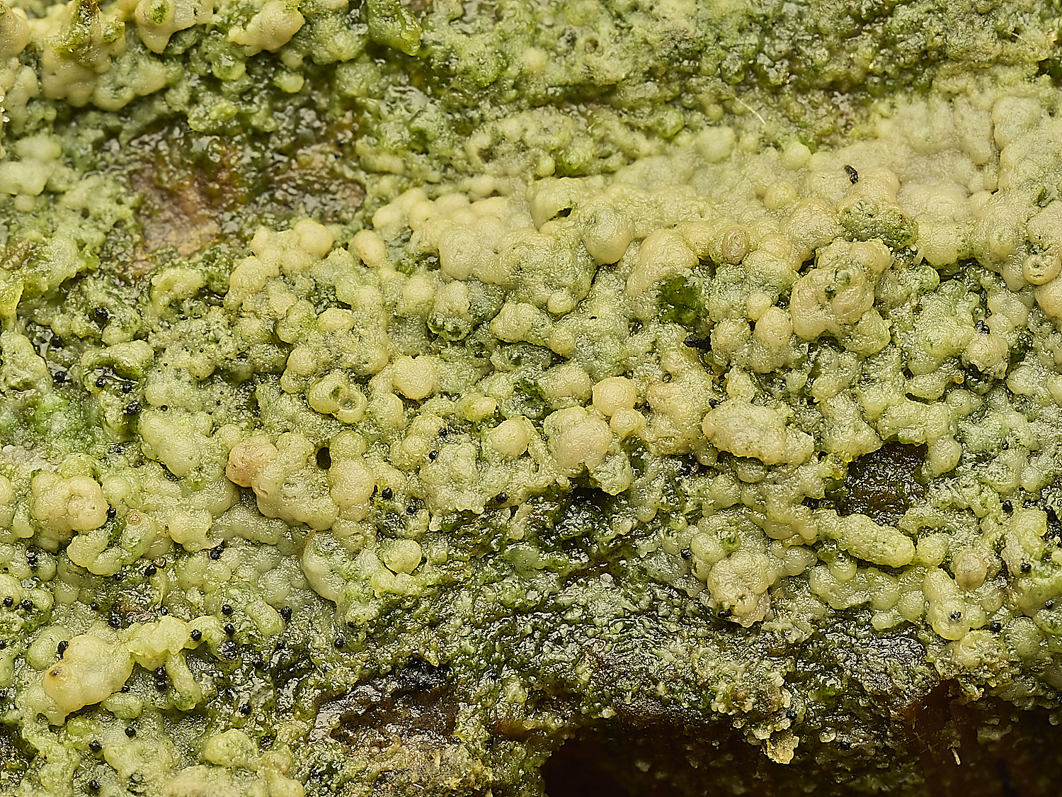 FelbriggAlga160226-1