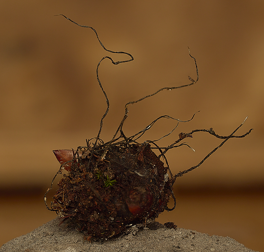 FelbriggBeechMastCandleSnuff21026-1