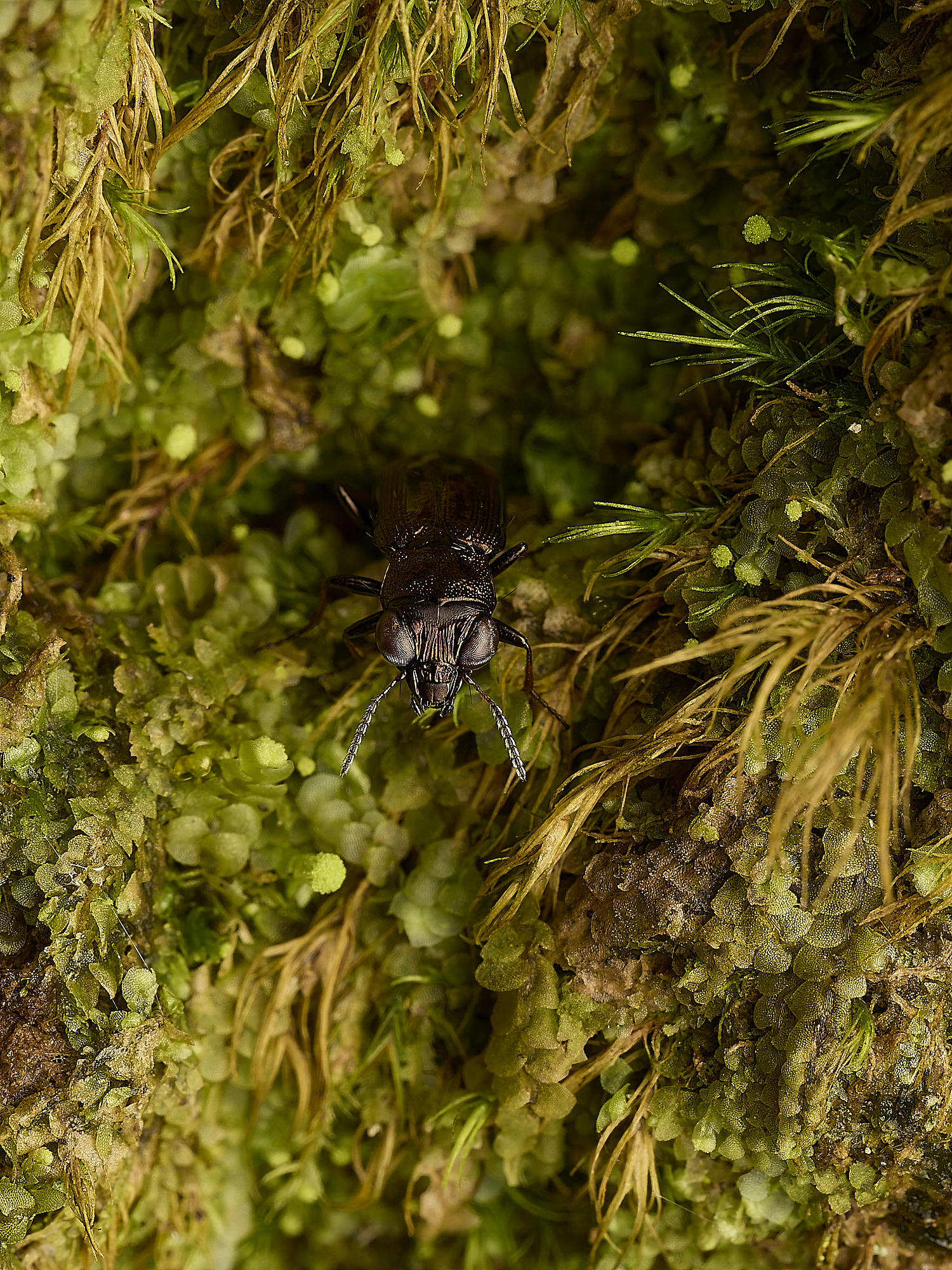 FelbriggBeetle240226-3