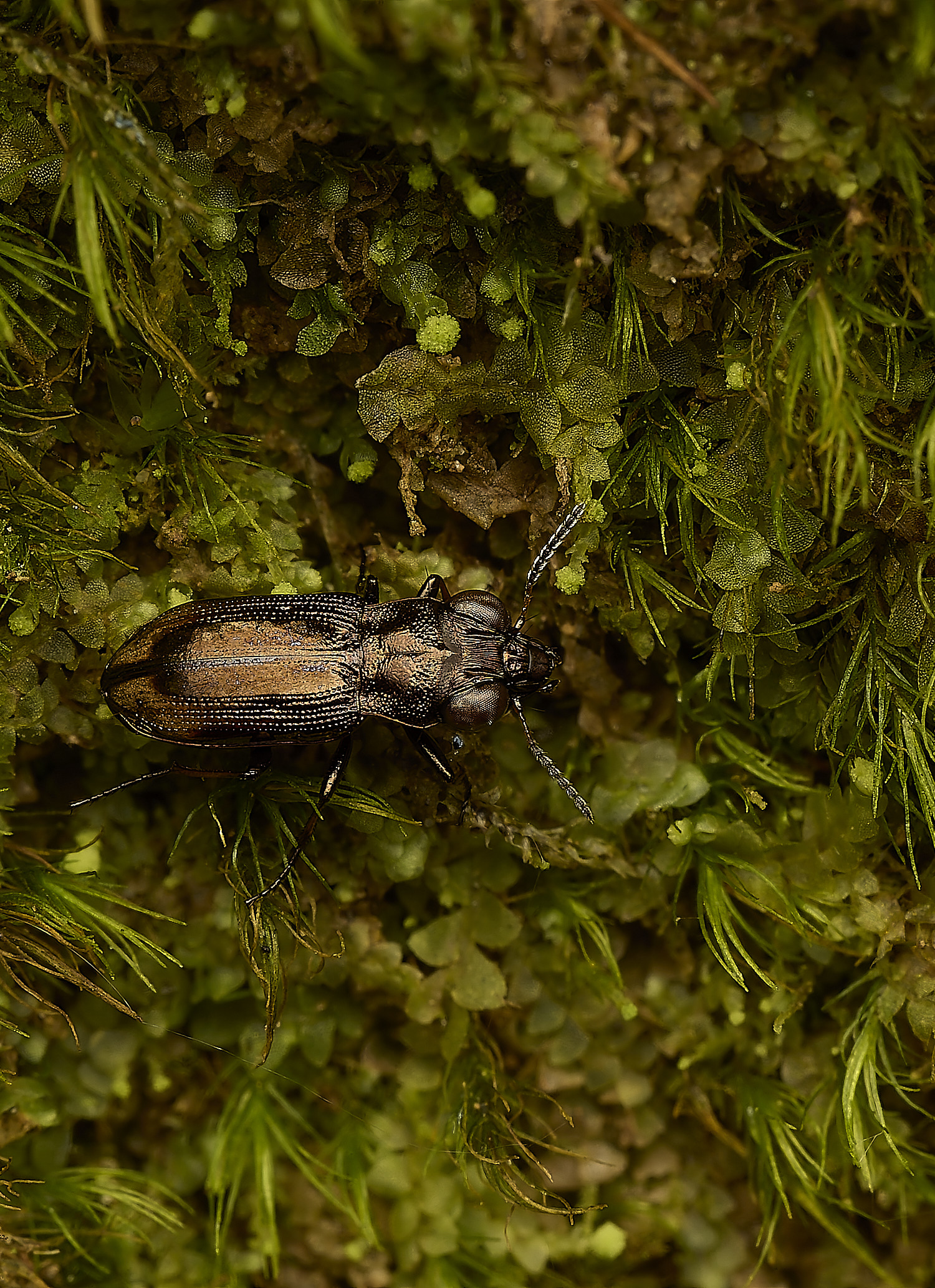 FelbriggBeetle240226-4