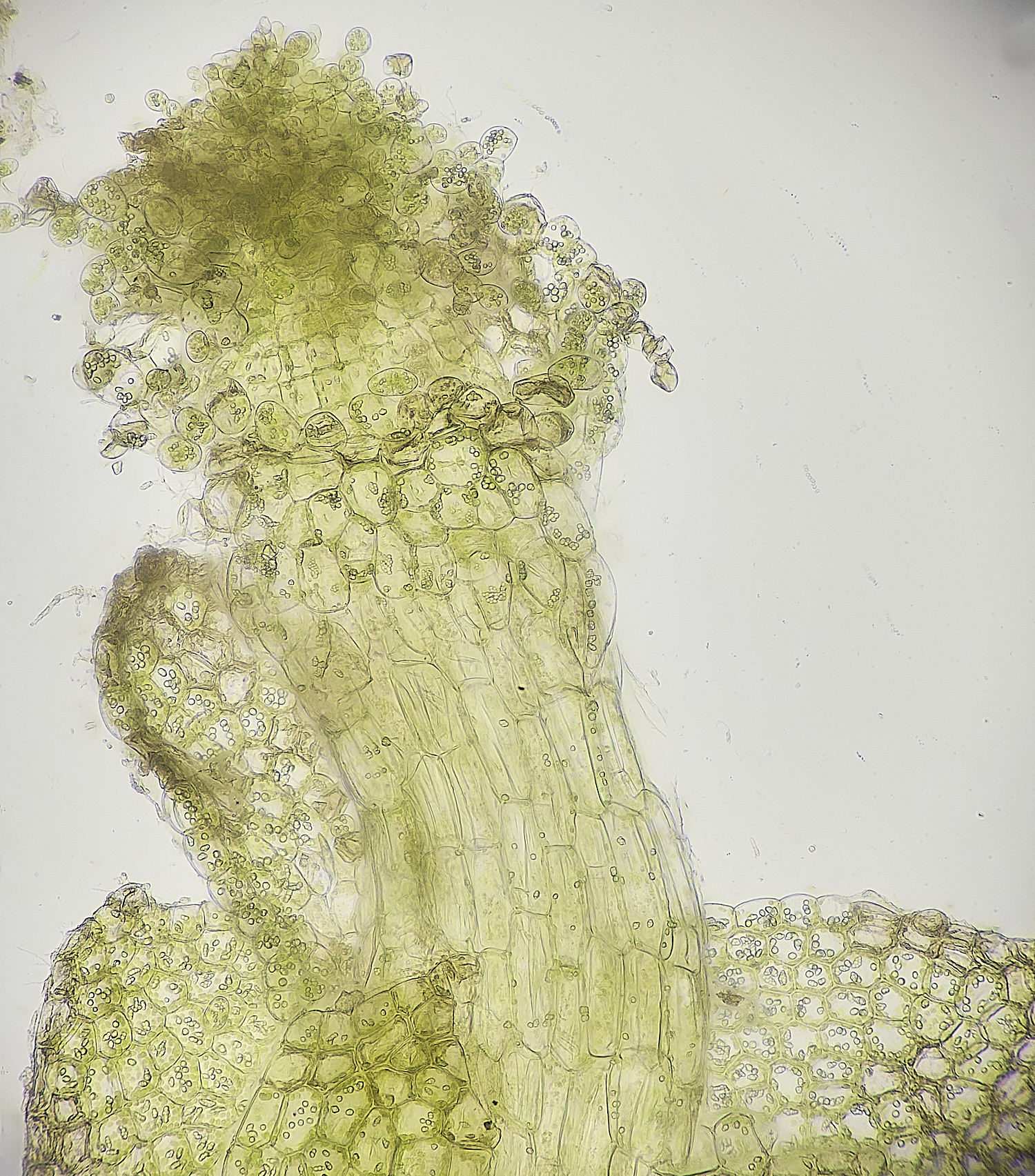 FelbriggCalypogeiafissa260226-2