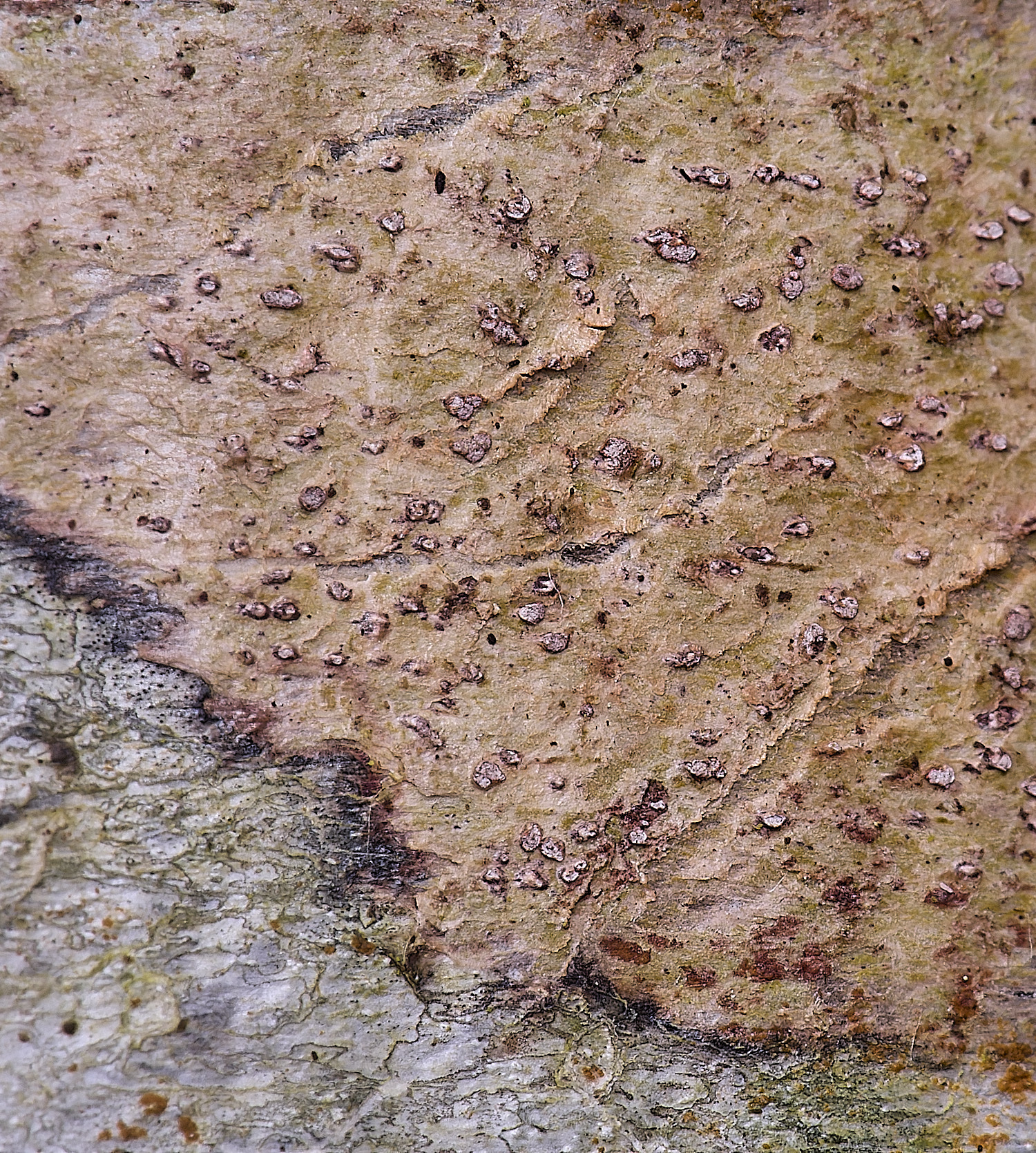 FelbriggConiocarponcinnabarinum210226-3