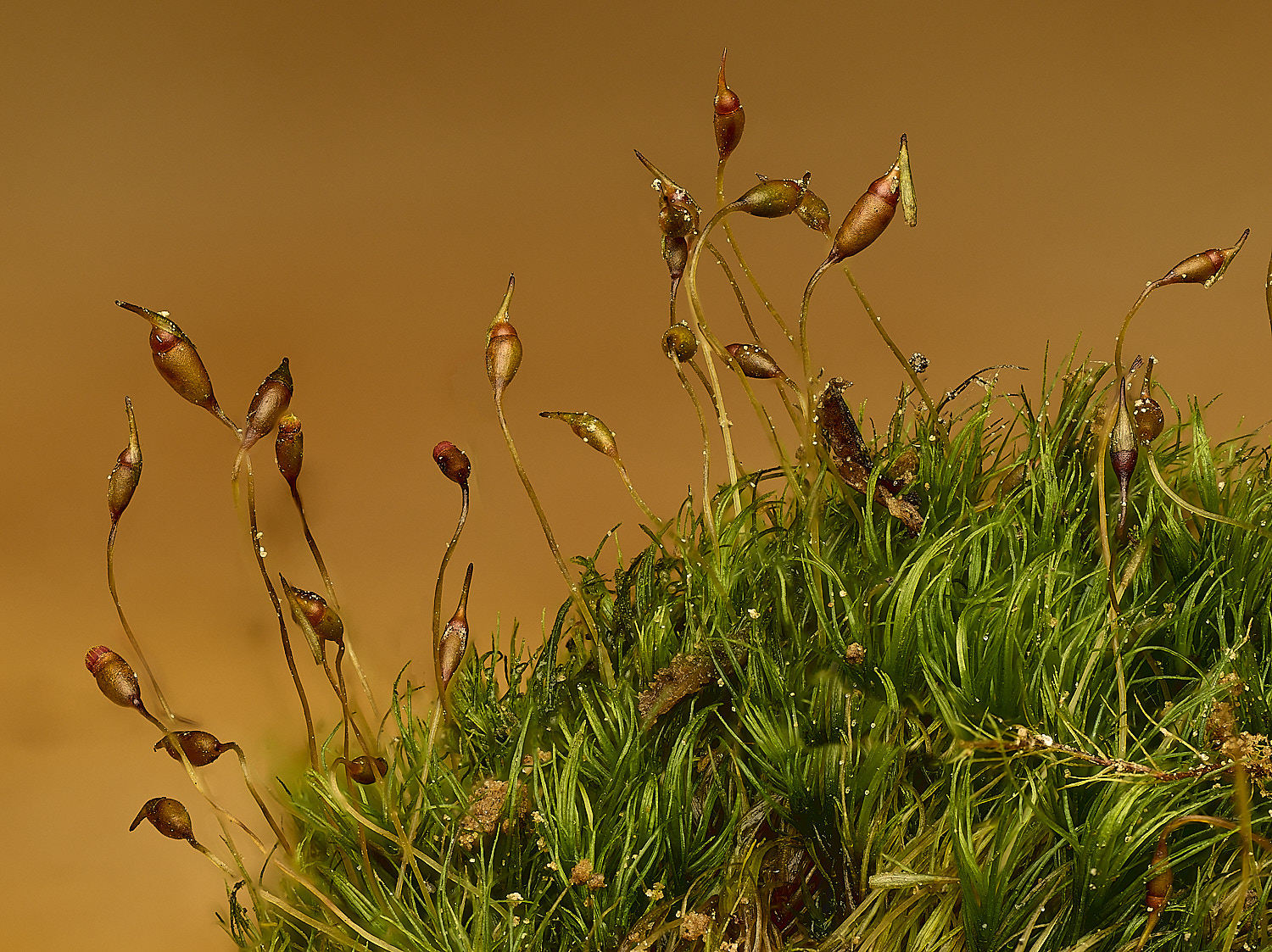 FelbriggDheteromalla160226-1 1