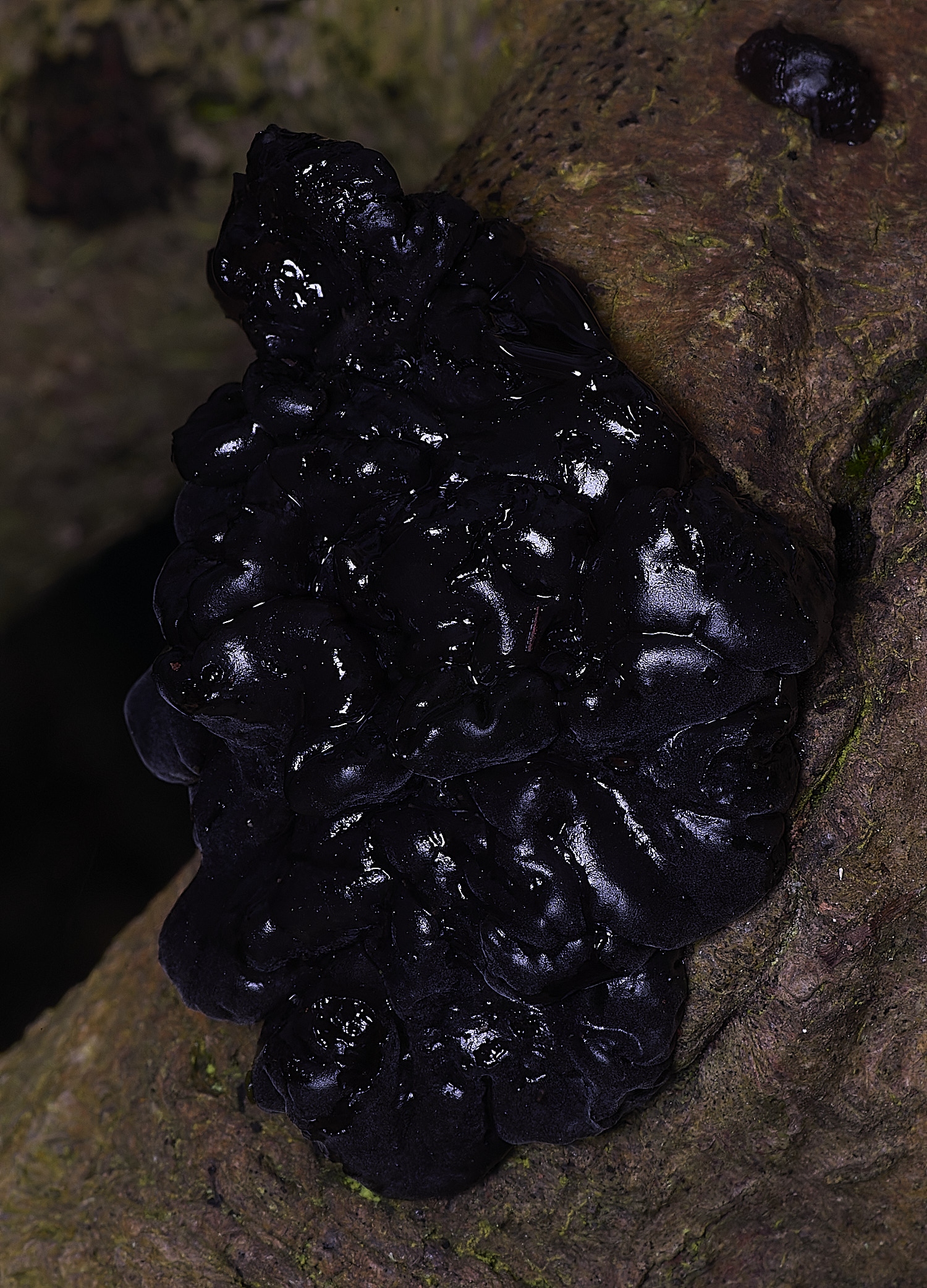 FelbriggExidia210226-2