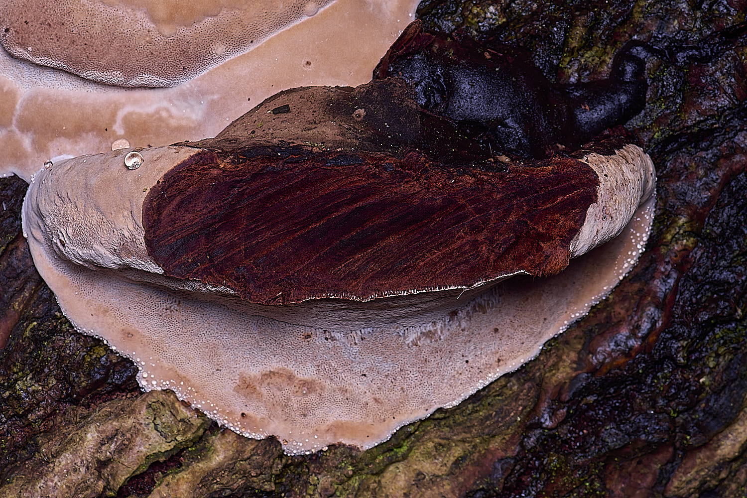 FelbriggGanoderma210226-3