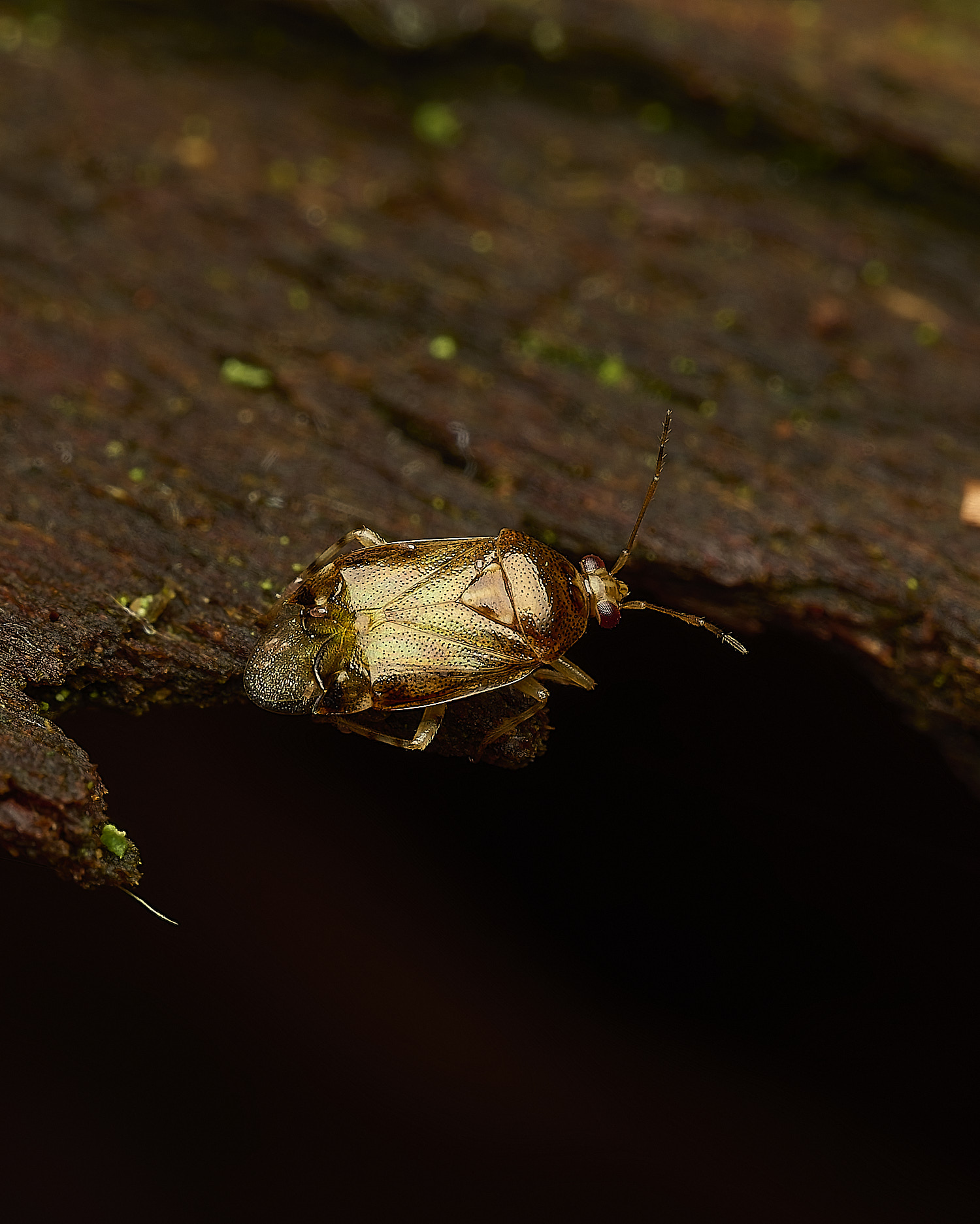 FelbriggMirid240226-1