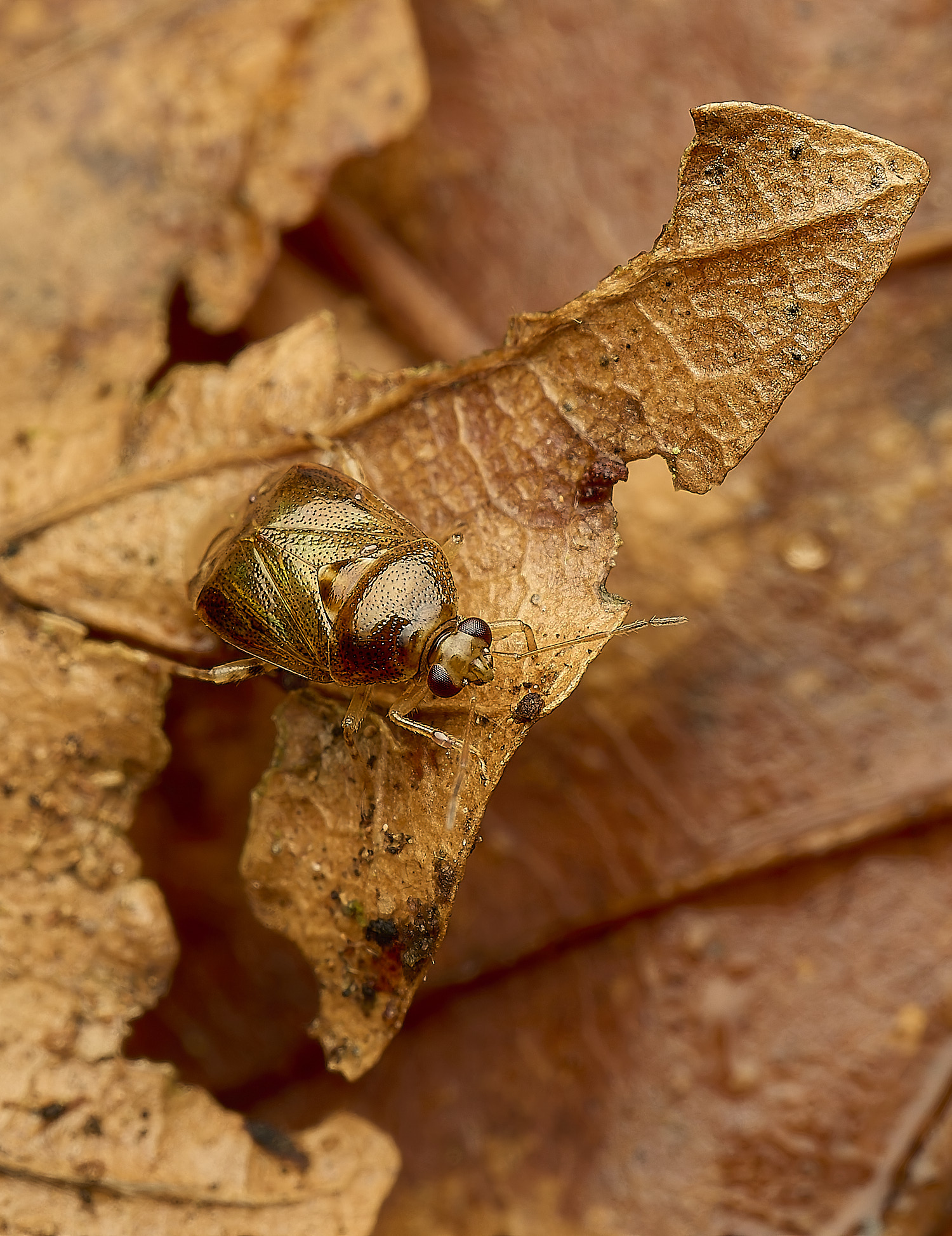 FelbriggMirid240226-3