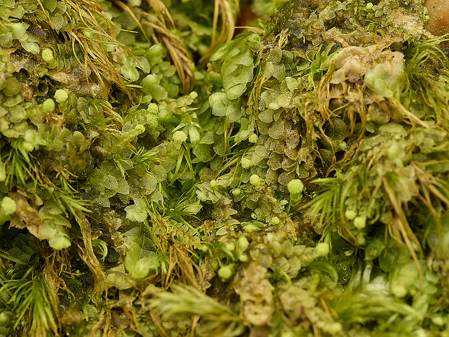 FelbriggMoss240226-3