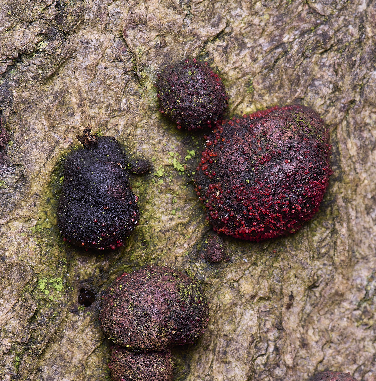 FelbriggNectriaFelbrigg210226-1