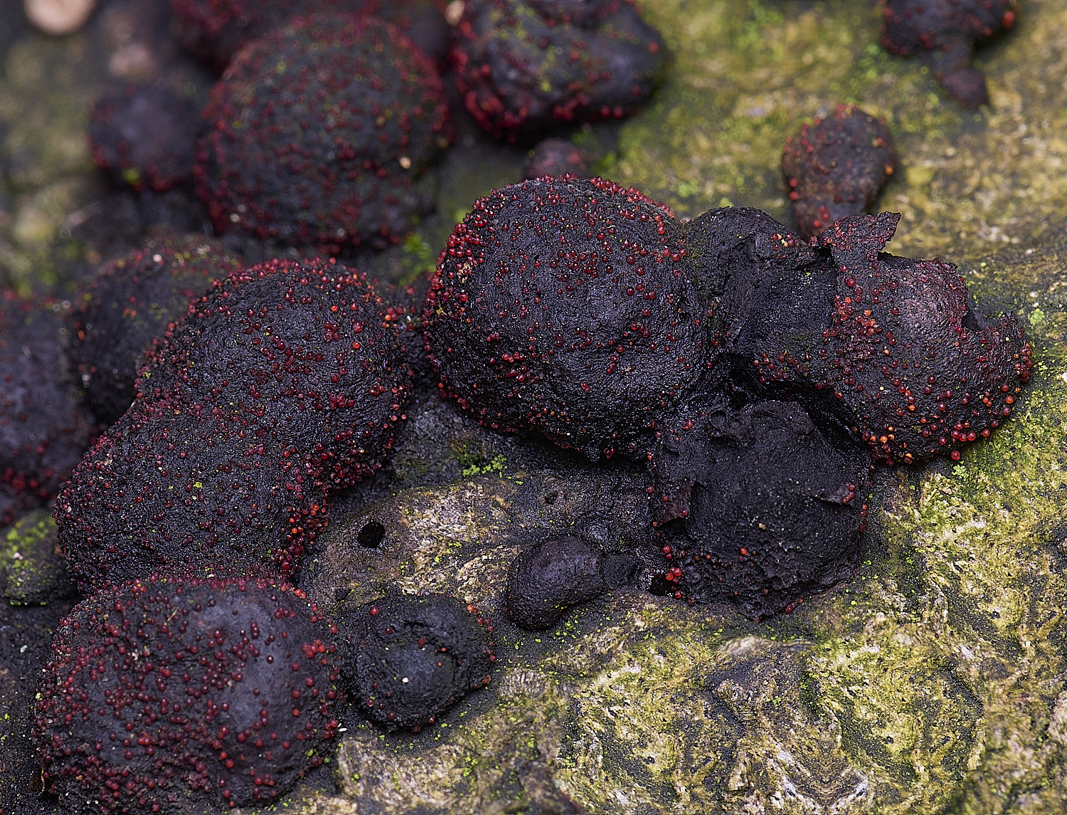 FelbriggNectriaFelbrigg210226-3