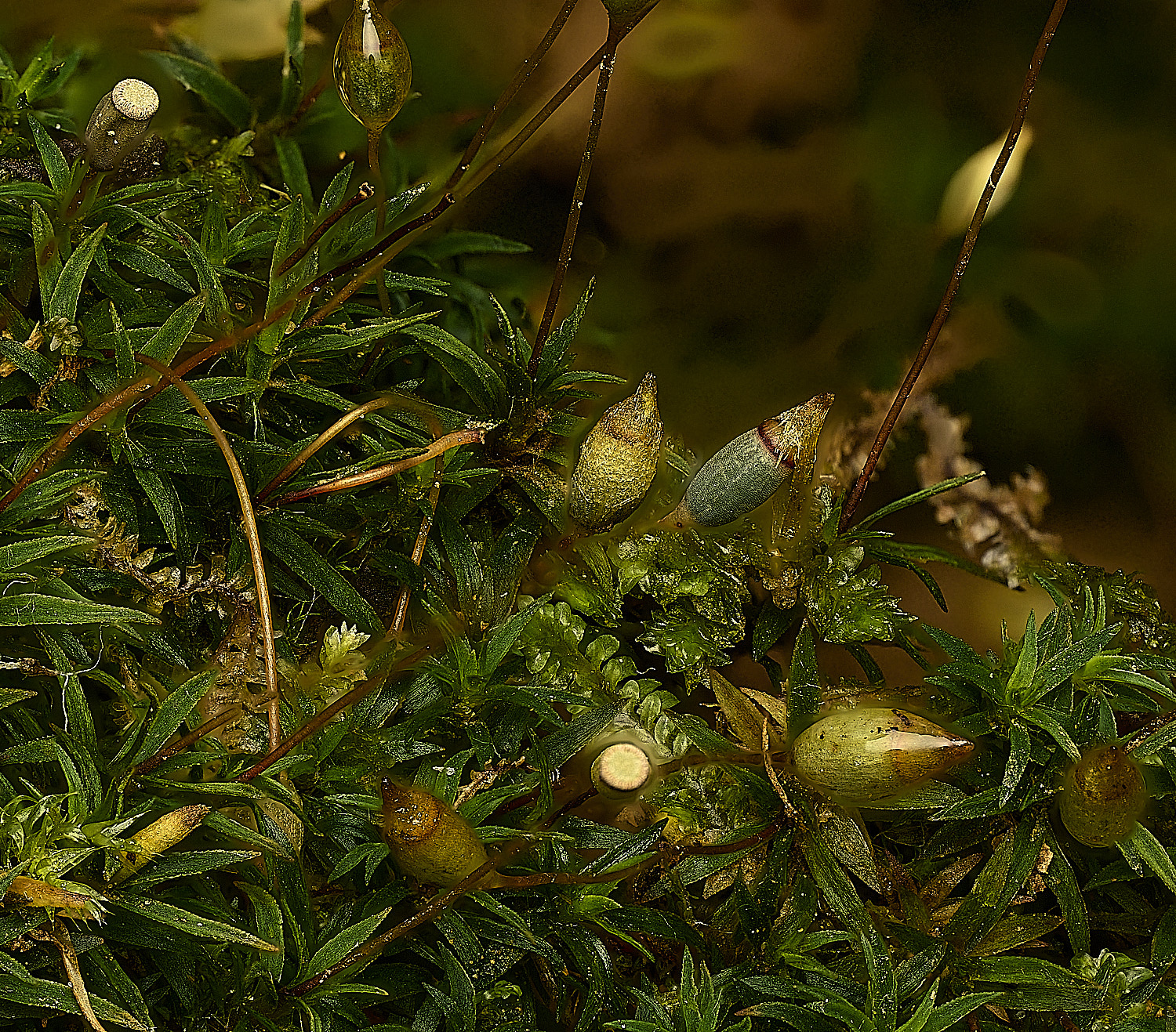 FelbriggPaloides160226-2