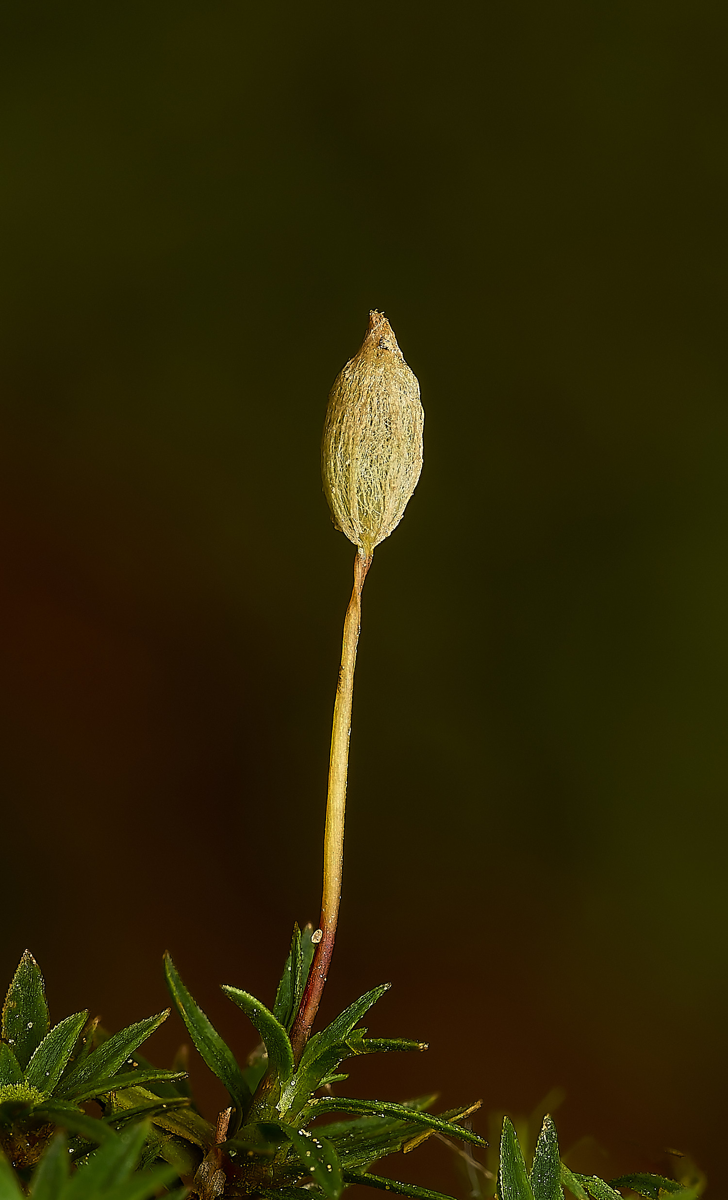 FelbriggPaloides160226-6