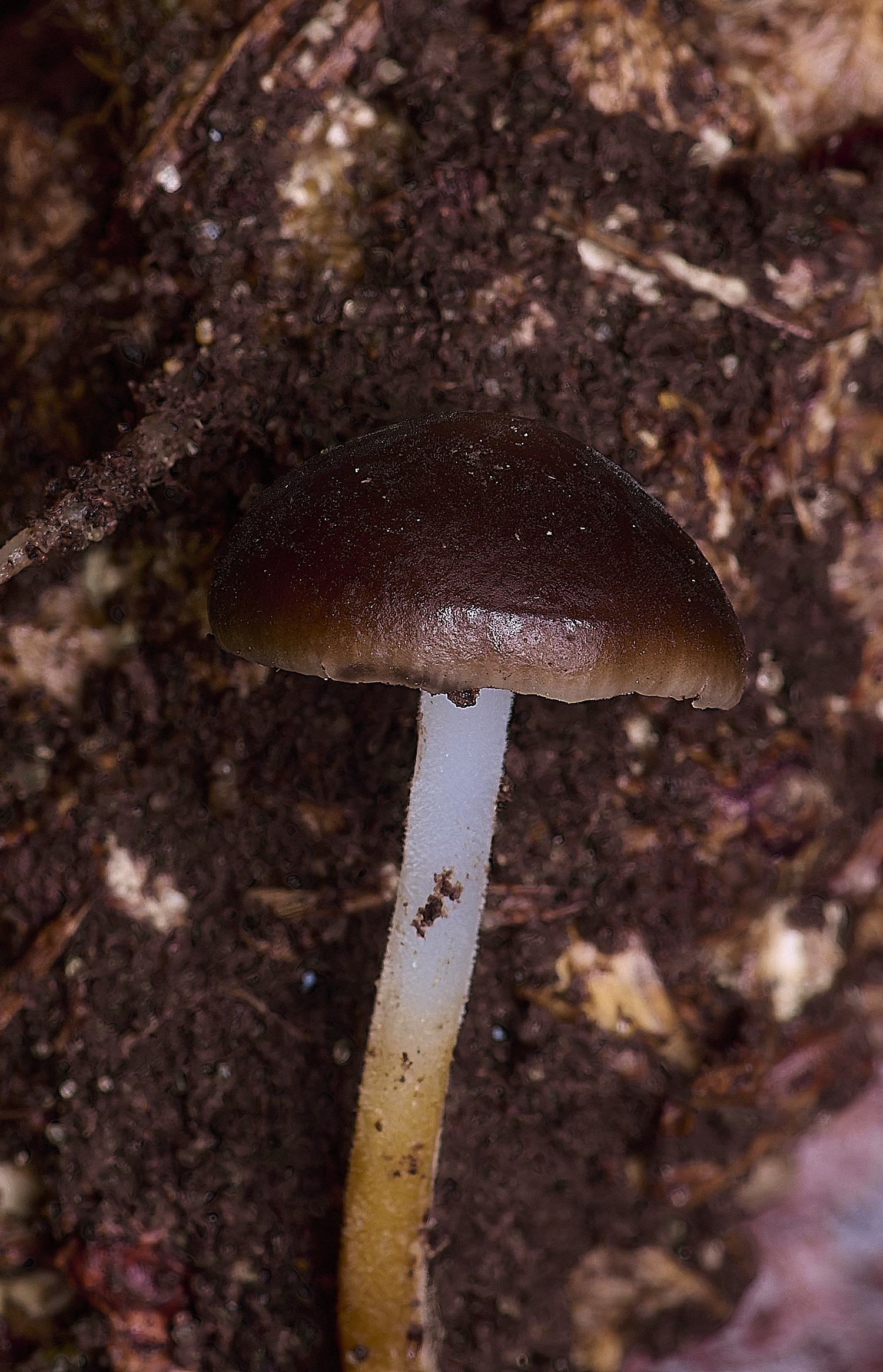 FelbriggPineConeCap210226-2