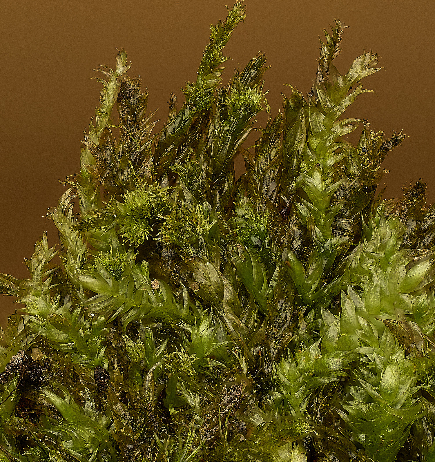 FelbriggPseadotaxyphyllumelegans210226-1 1