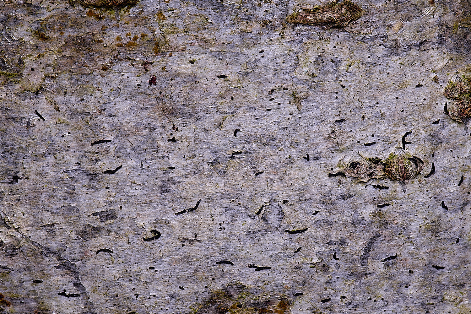 FelbriggScriptLichen210226-1