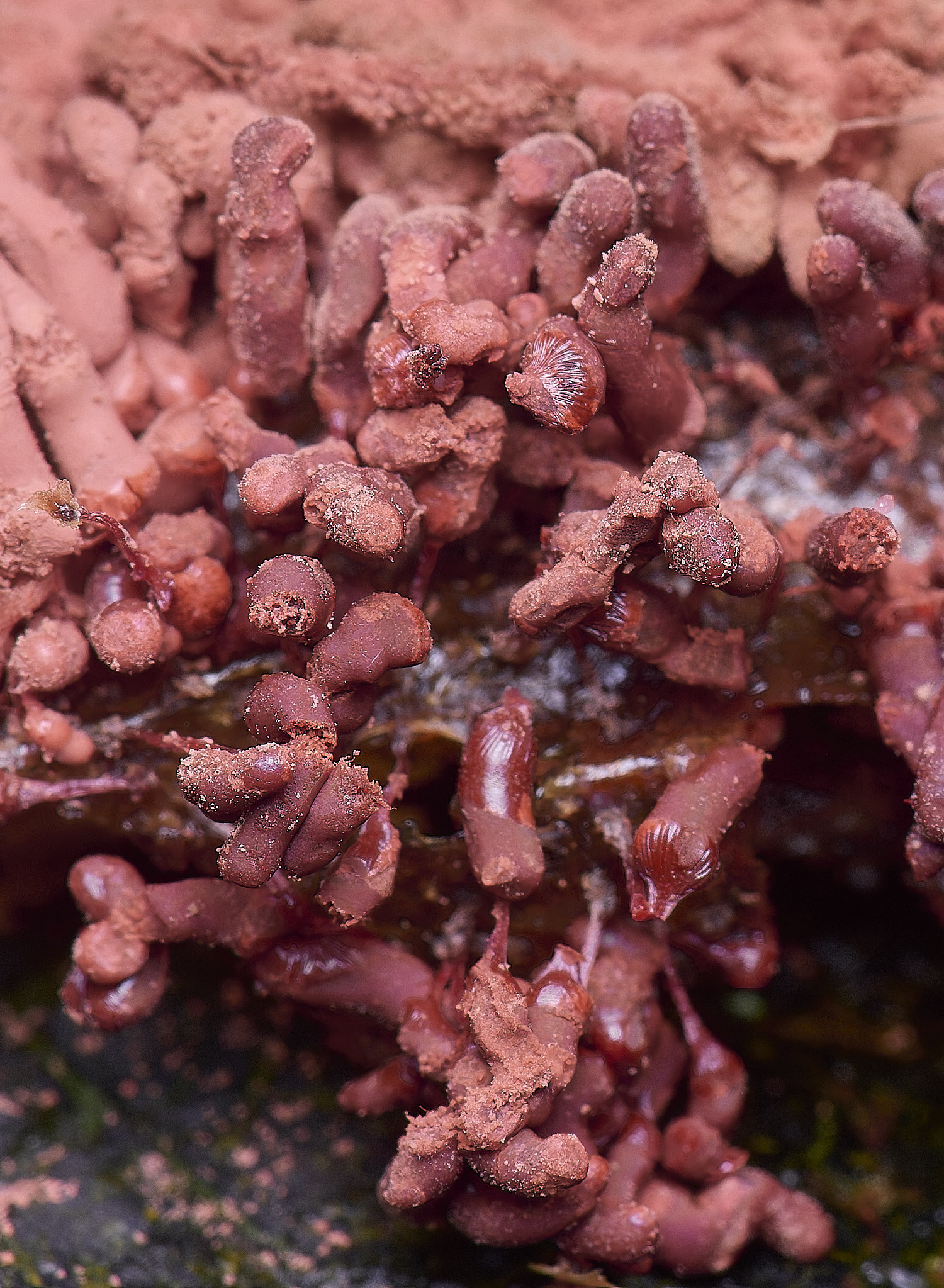 FelbriggSlimeMold210226-2