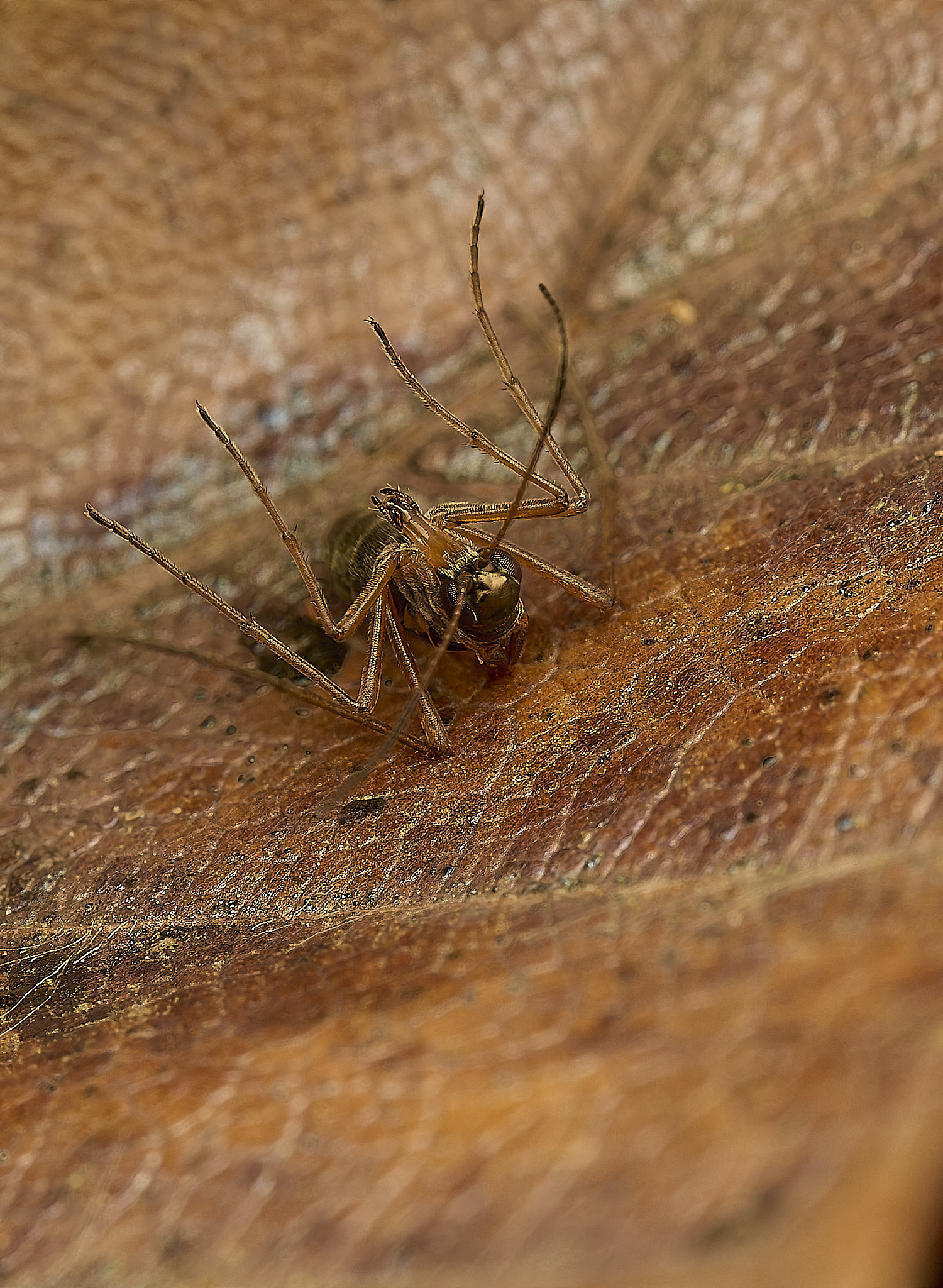 FelbriggSnowFlea240226-1