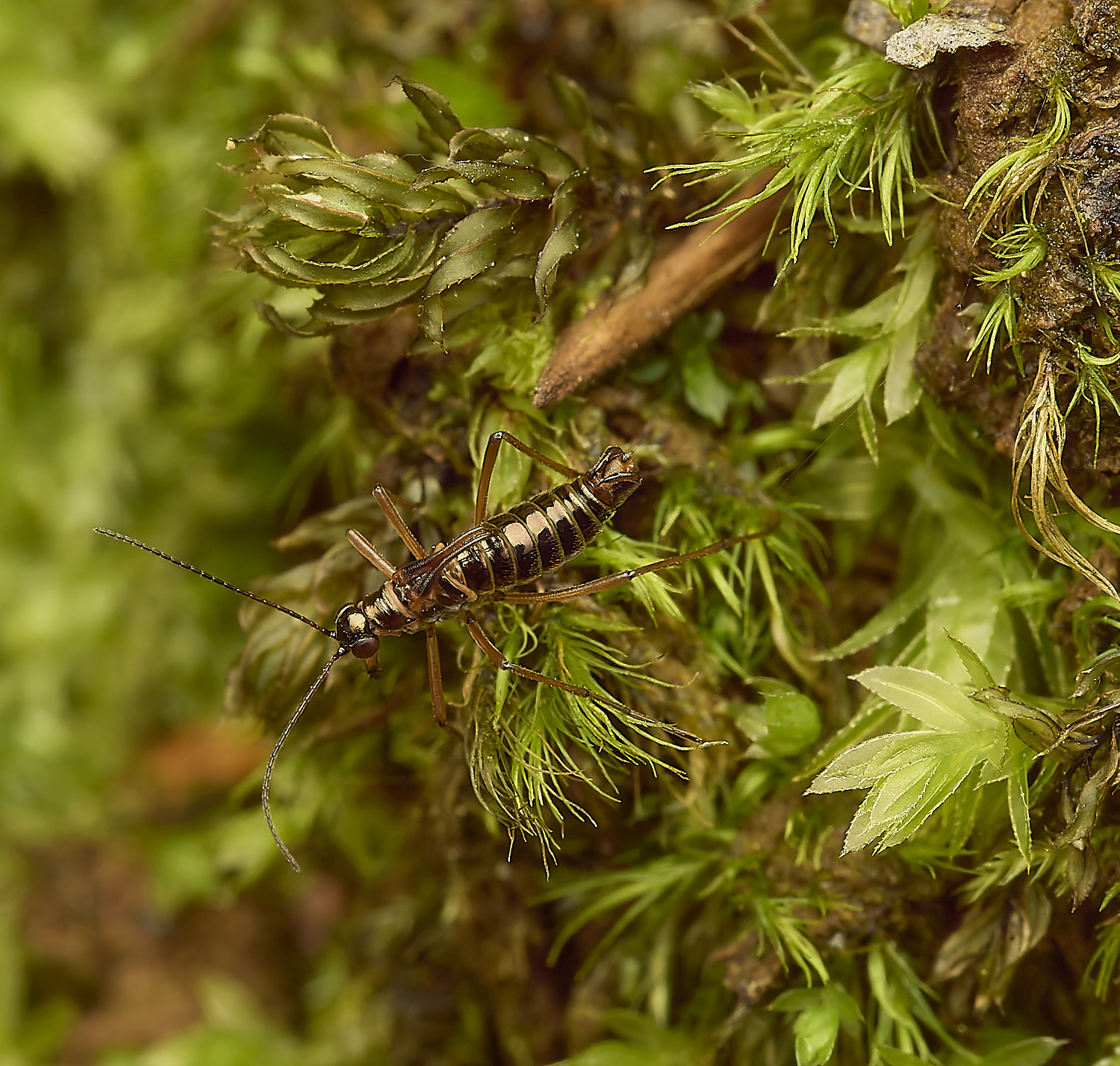 FelbriggSnowFlea240226-12