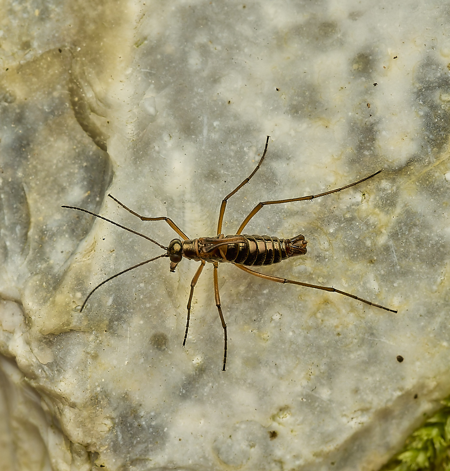 FelbriggSnowFlea240226-14