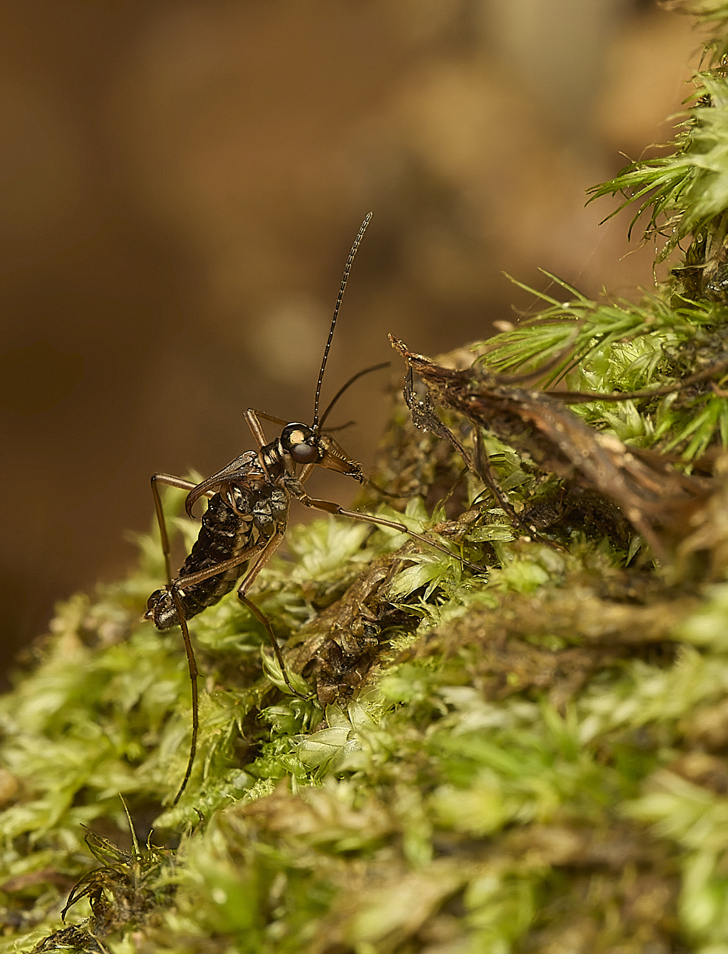 FelbriggSnowFlea240226-15