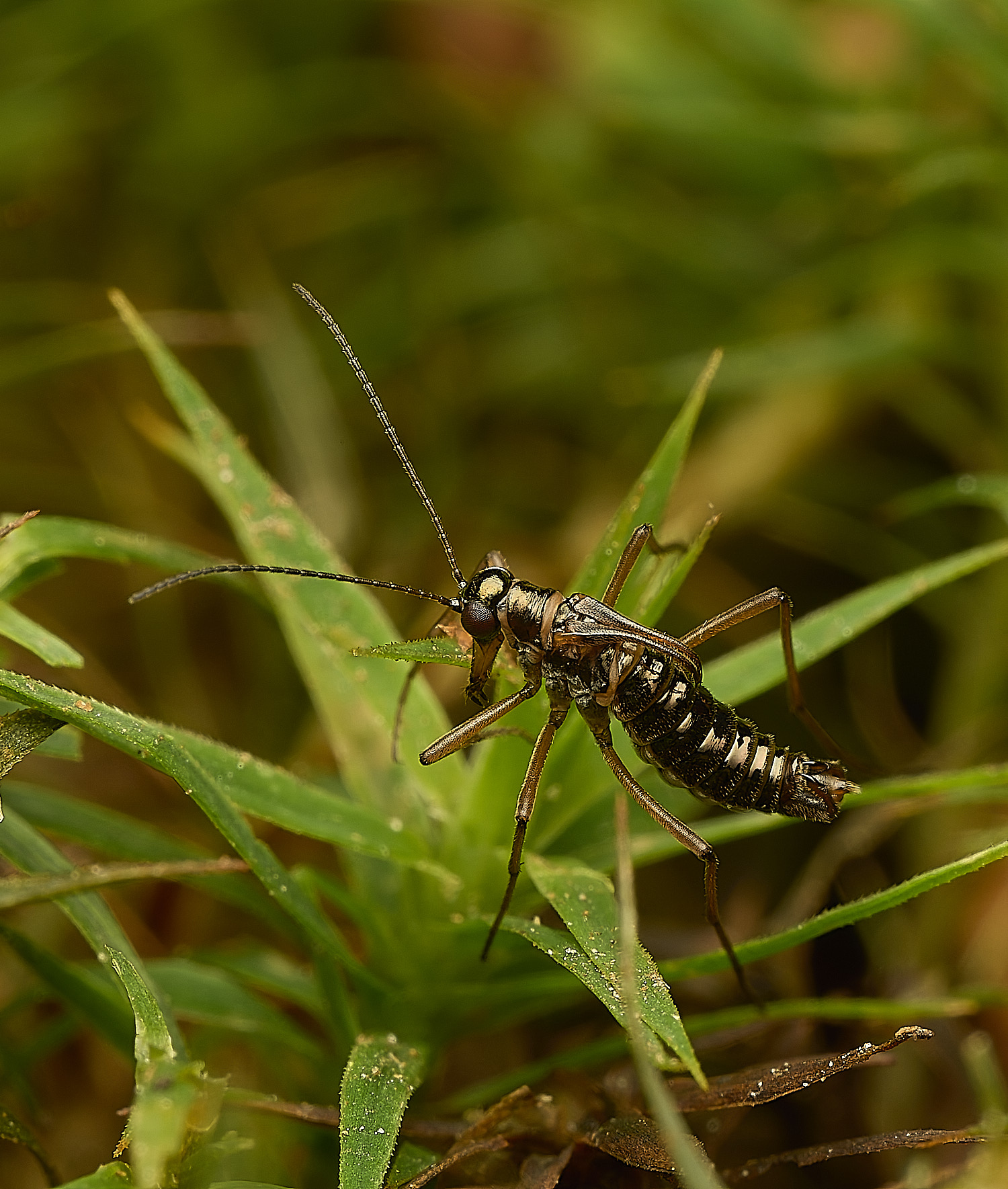 FelbriggSnowFlea240226-18