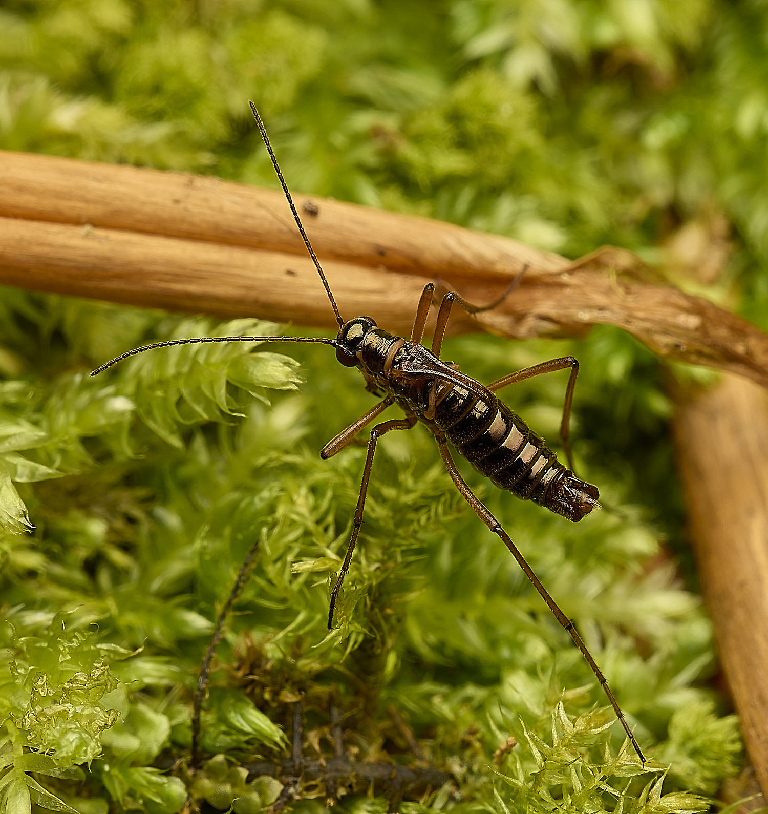 FelbriggSnowFlea240226-23