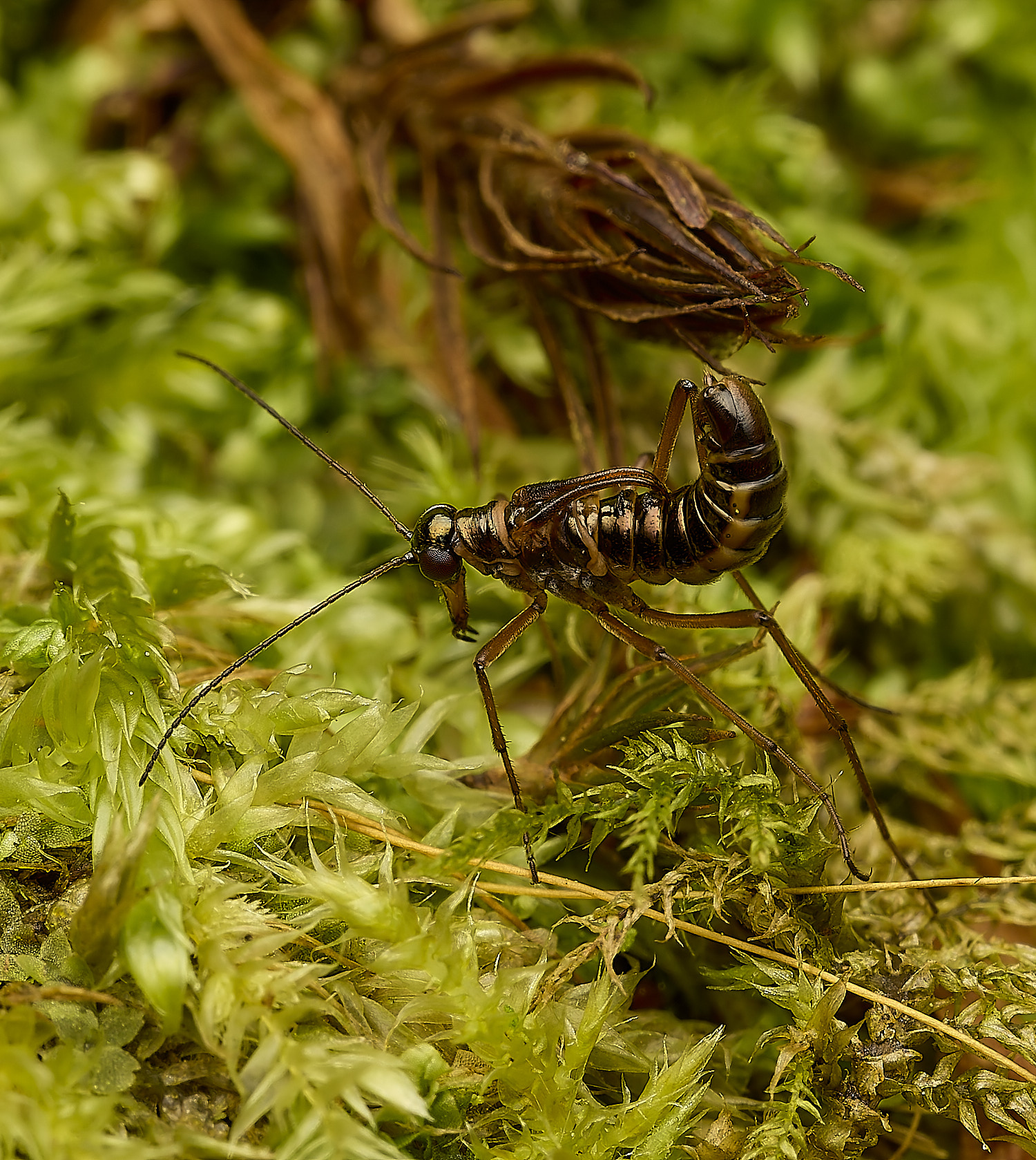 FelbriggSnowFlea240226-24