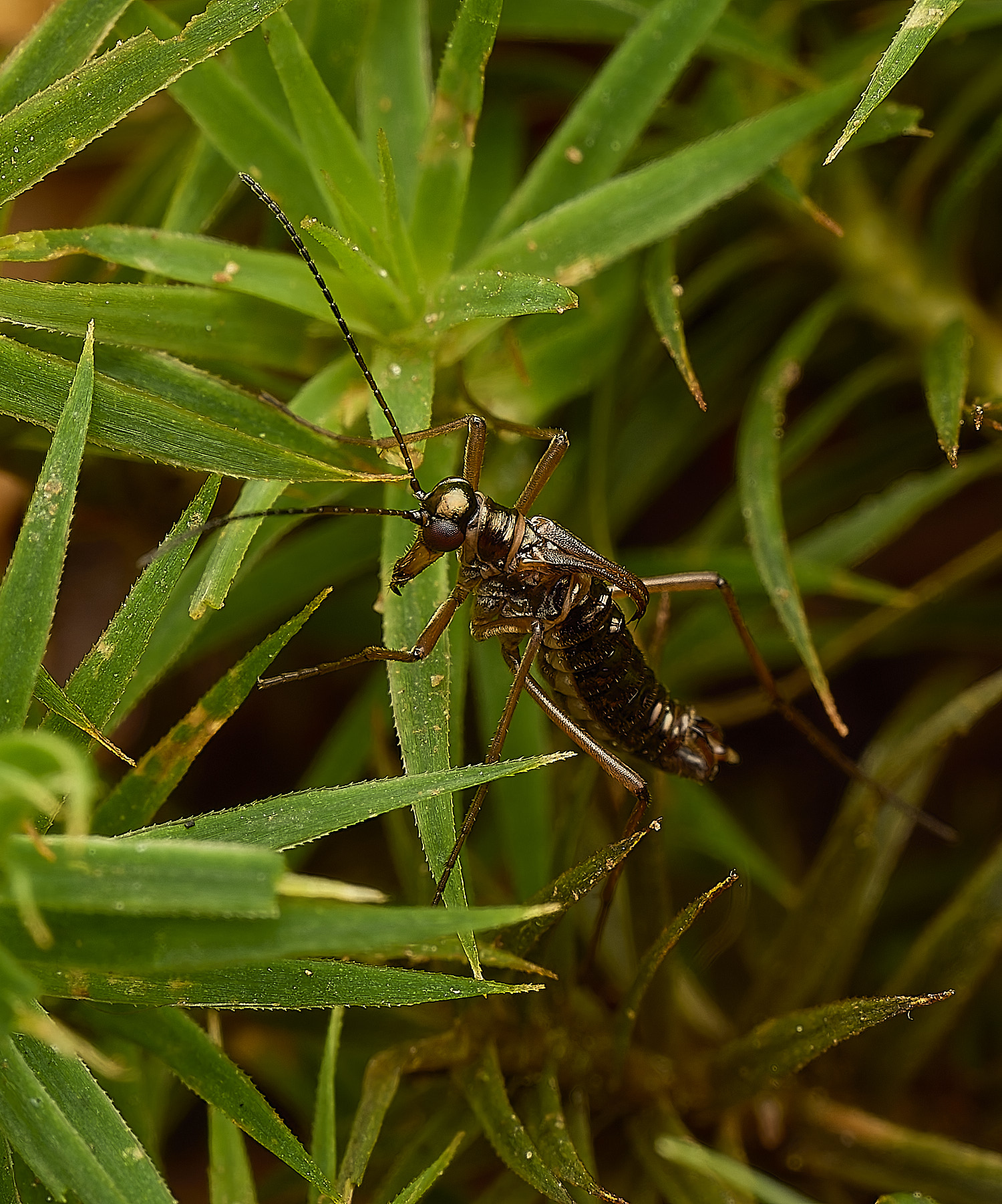 FelbriggSnowFlea240226-26