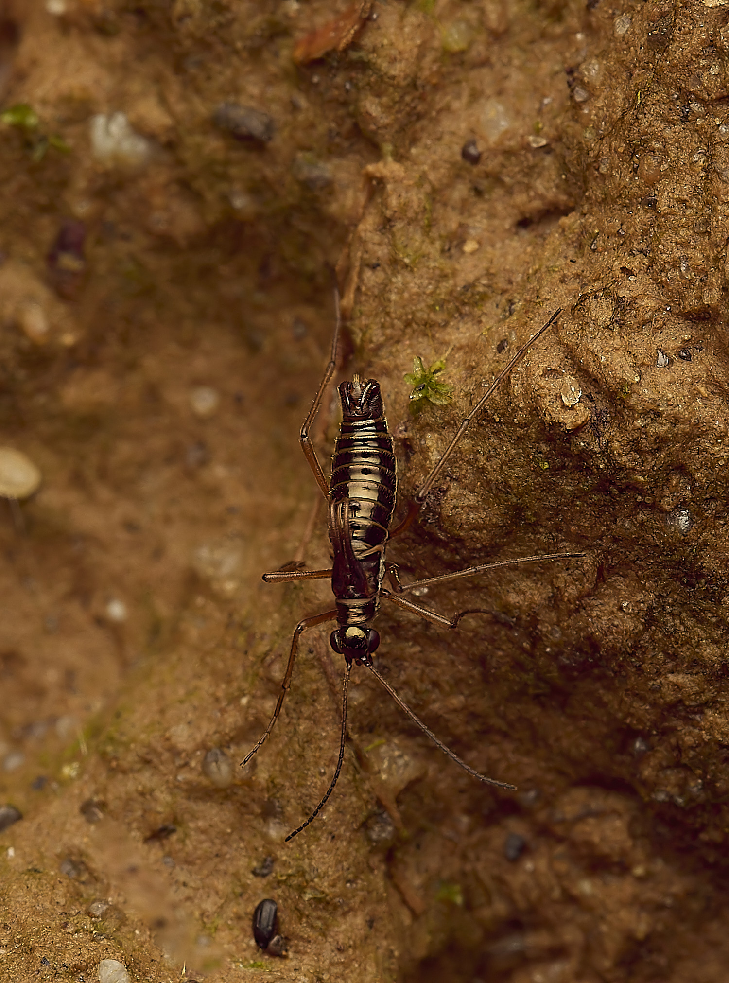 FelbriggSnowFlea240226-7