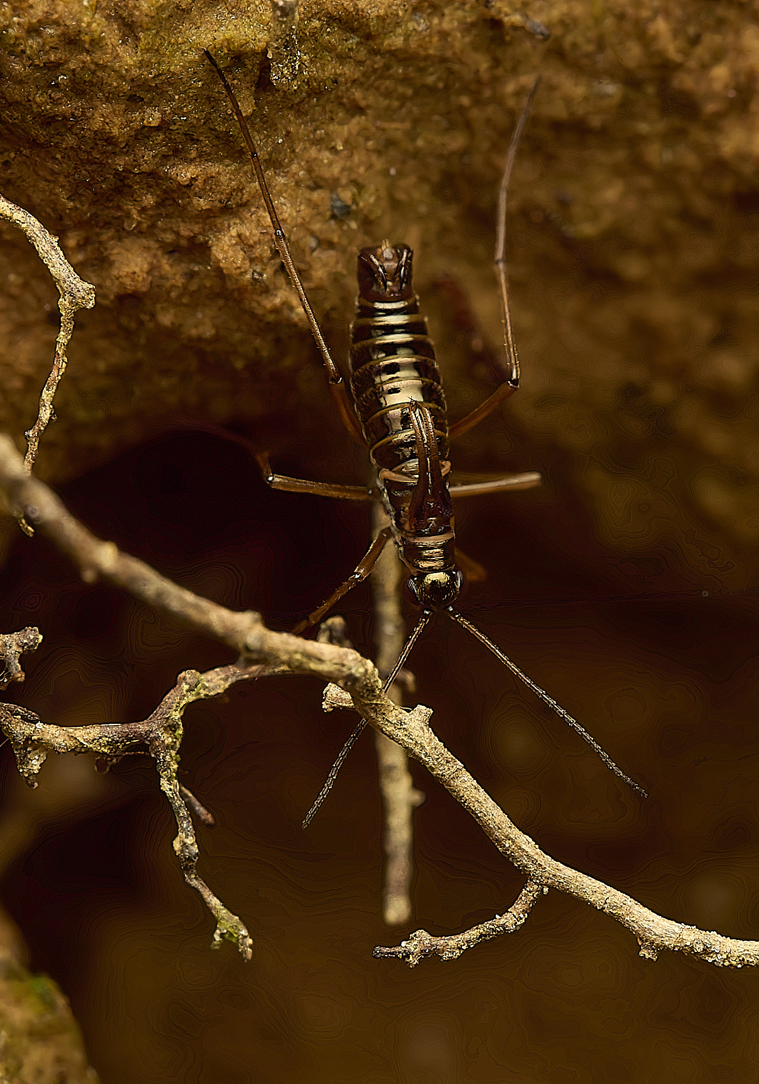 FelbriggSnowFlea240226-8