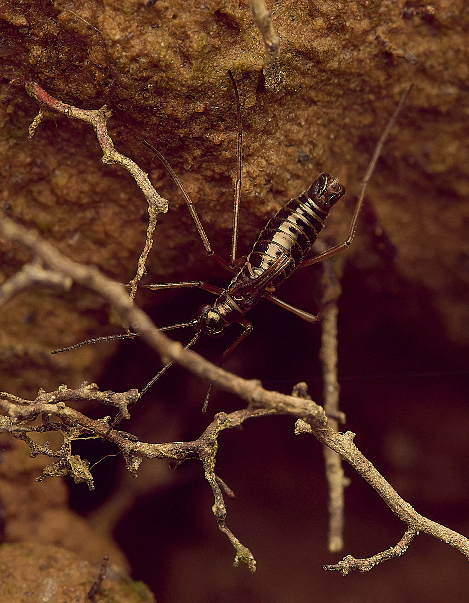 FelbriggSnowFlea240226-9